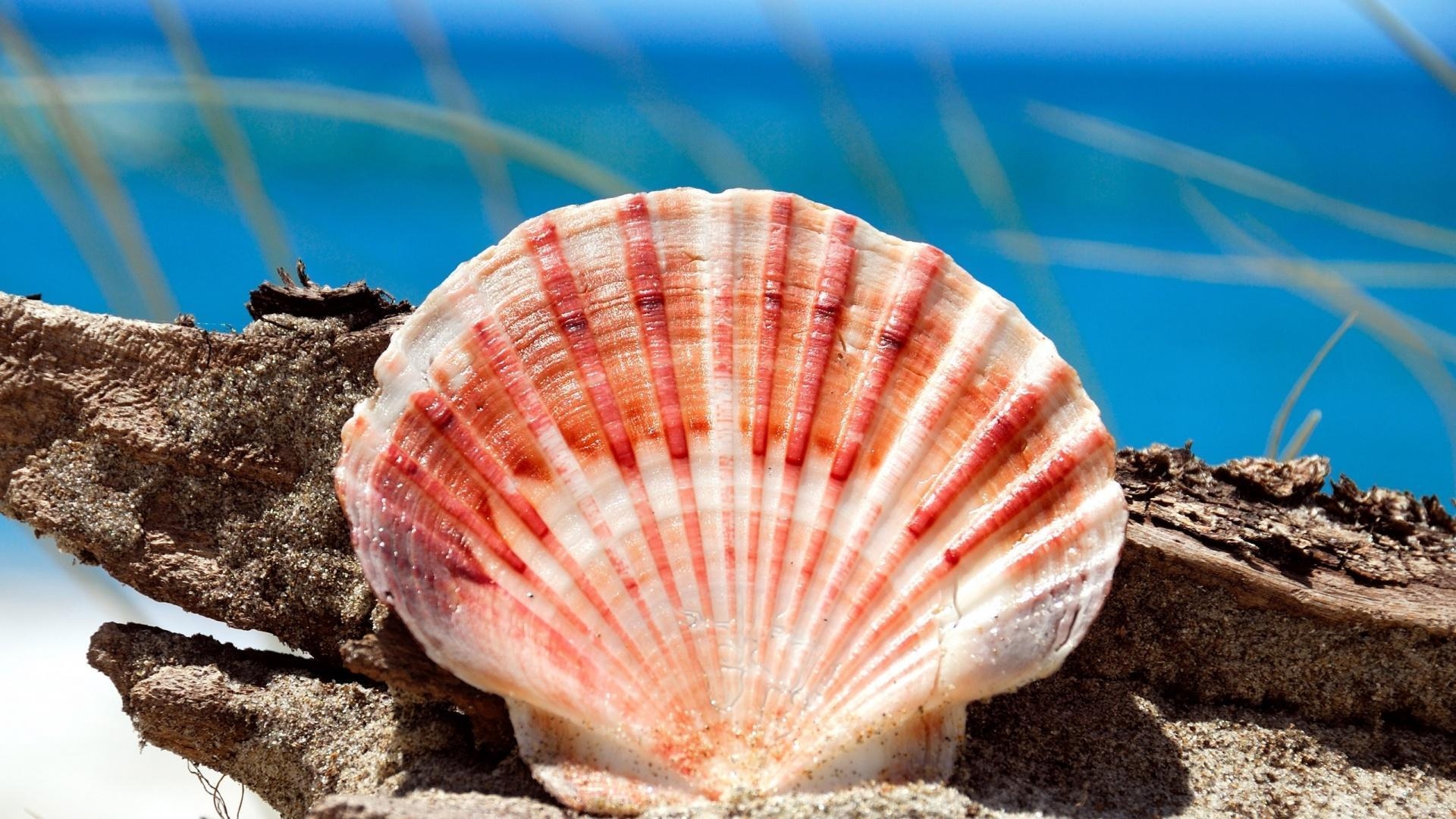 1920x1080 HD Red Seashell Wallpaper, Desktop