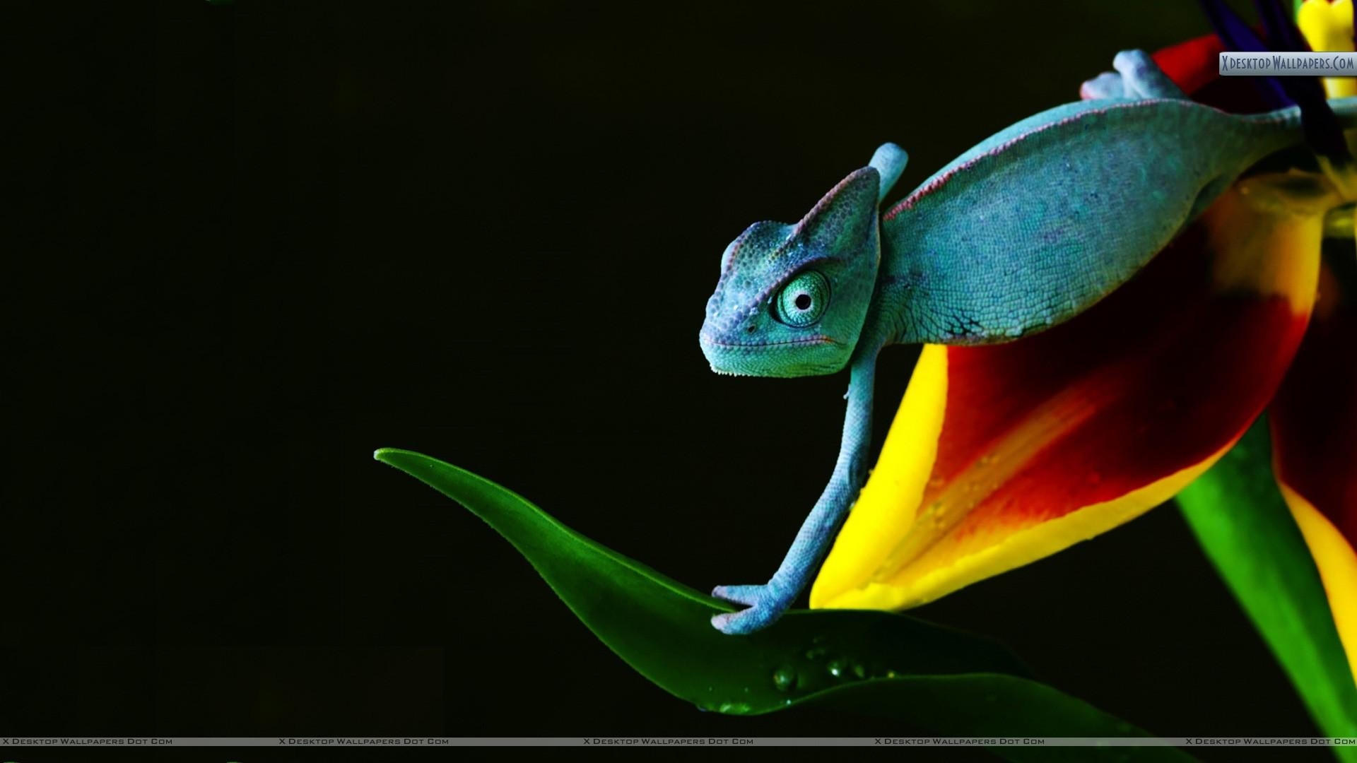 1920x1080 Chameleon in Blue Wallpaper, Desktop