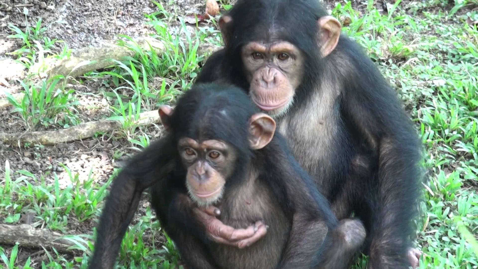 1920x1080 Baby Chimps in Love, Desktop