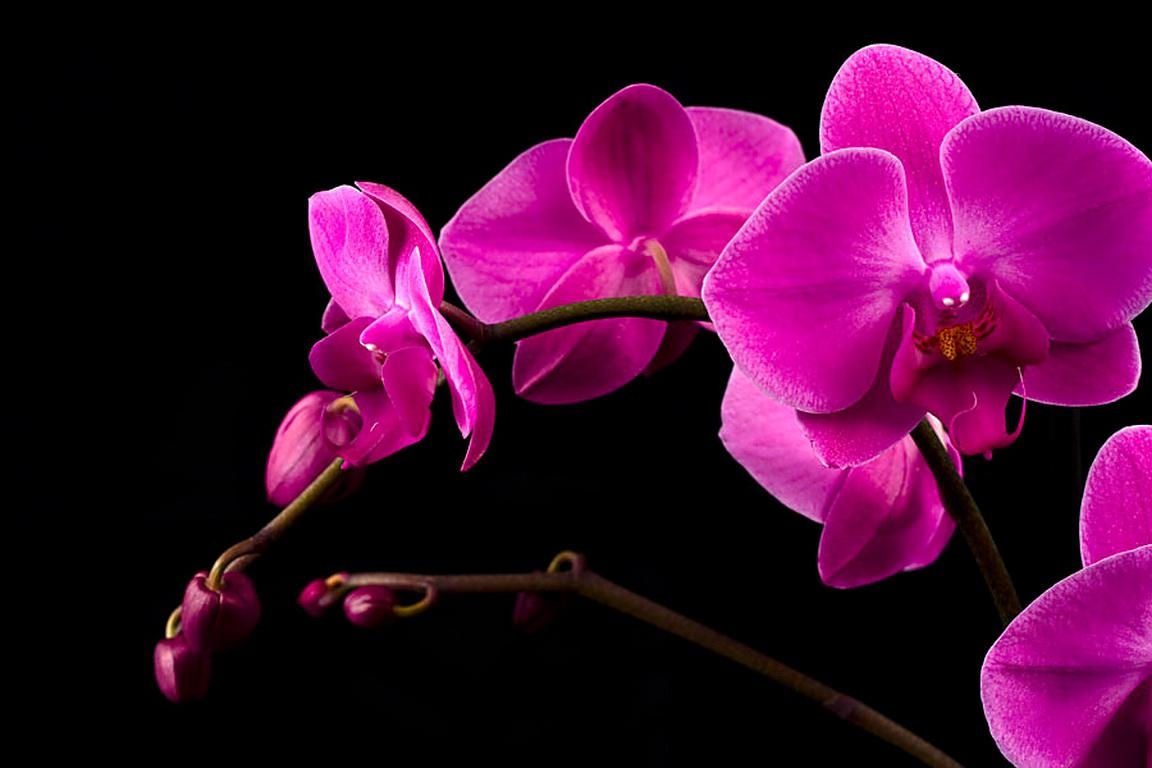 1160x770 Free download Pink orchid 150216 High Quality and Resolution, Desktop