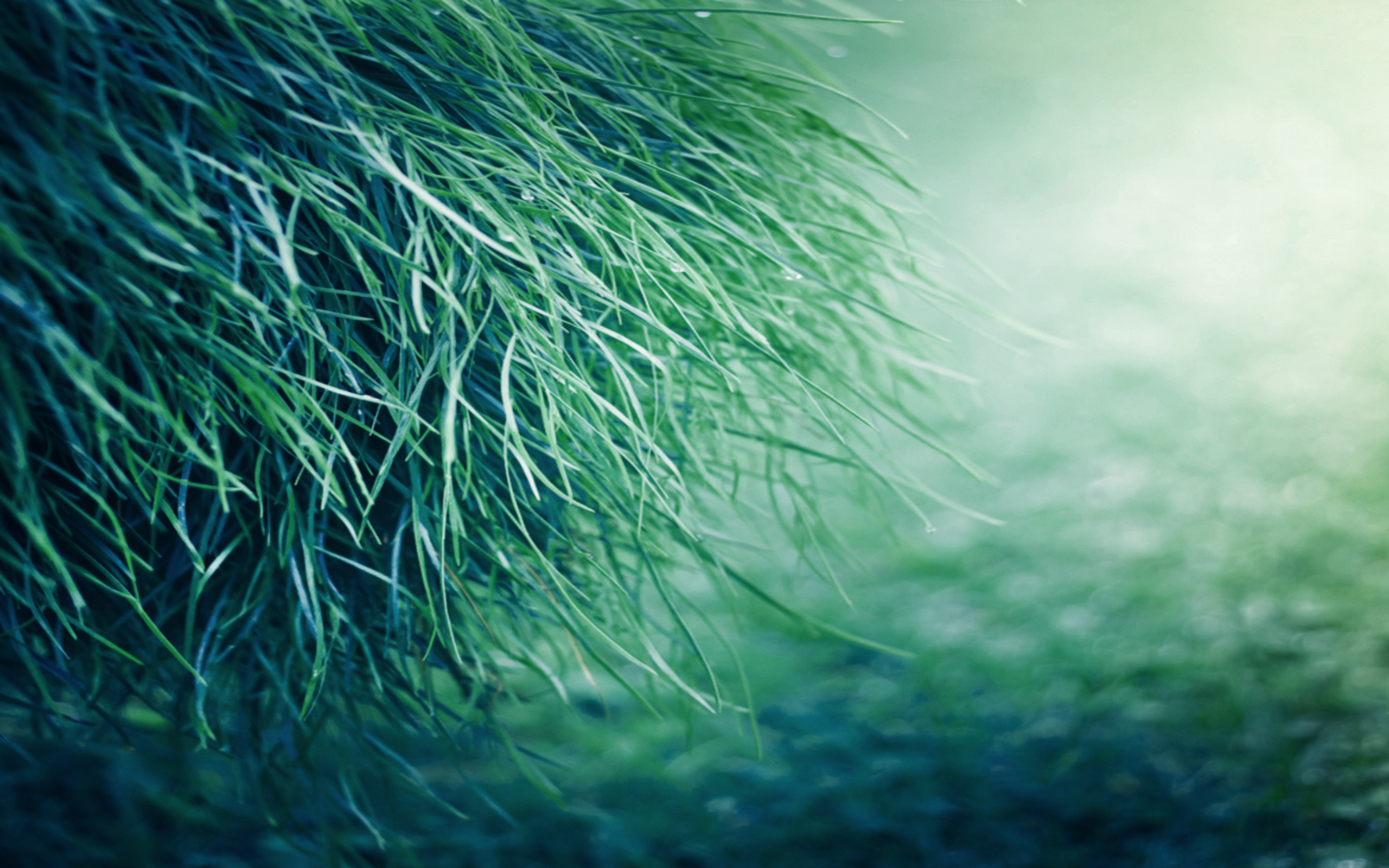 2560x1600 Pure Grass Wallpaper, Desktop