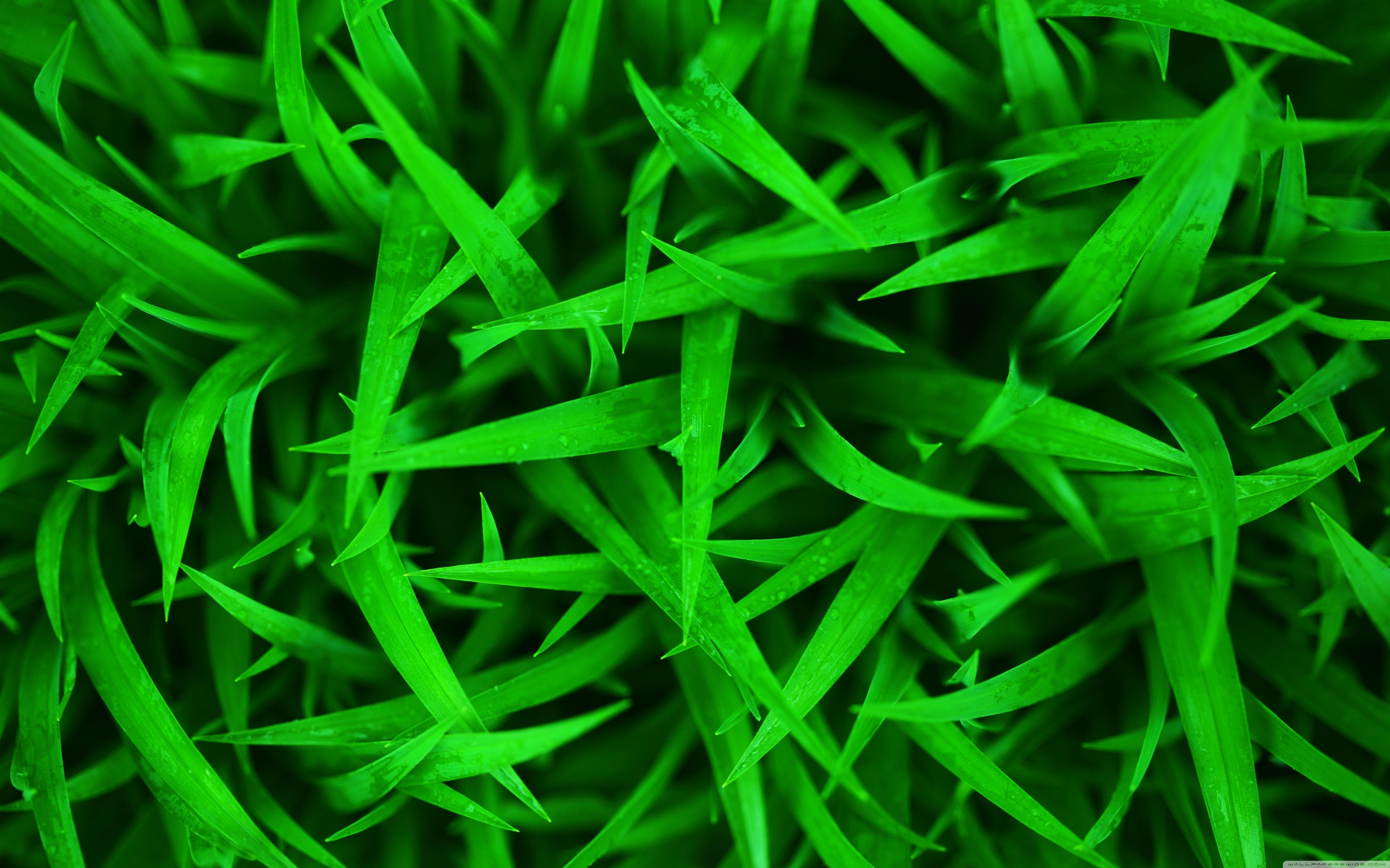 5120x3200 Green grass Wallpaper 10 X 3200, Desktop