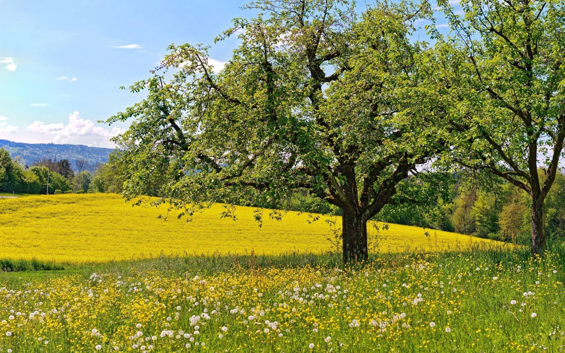 1920x1200 Meadow flowers dandelions trees spring landscapes fields wallpaper, Desktop