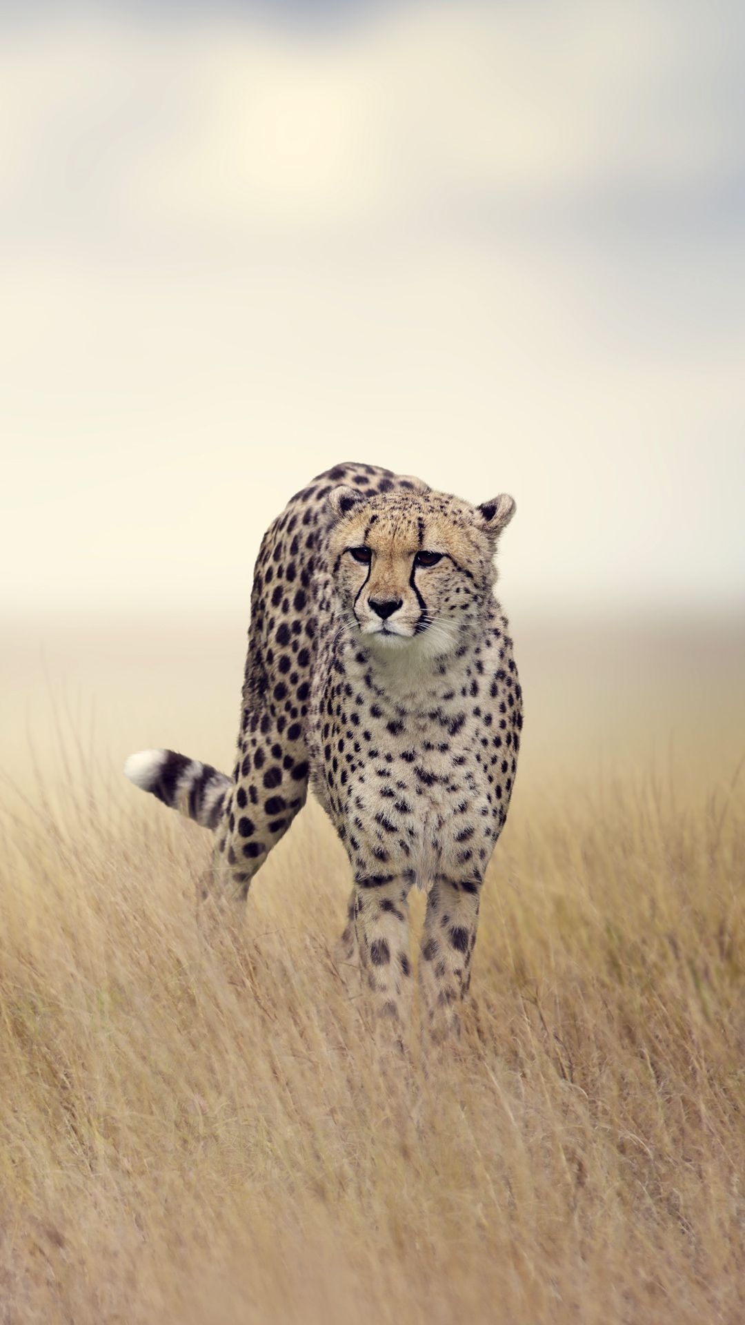 1080x1920 Black Cheetah Wallpaper Wallpaper × Cheetah Image. Cheetah wallpaper, Wildlife wallpaper, Pet birds, Phone