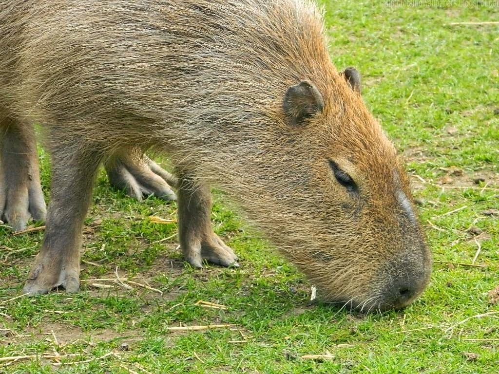 1030x770 Kamal Shah: Capybara HD Wallpaper, Desktop