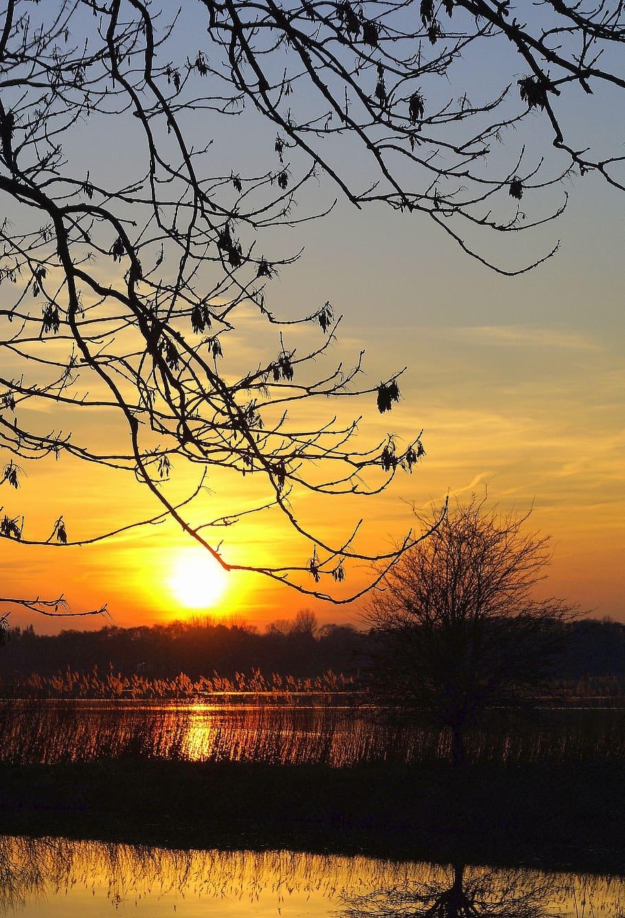 910x1340 HD wallpaper: sunset, branches, aesthetic, nature, orange, Phone