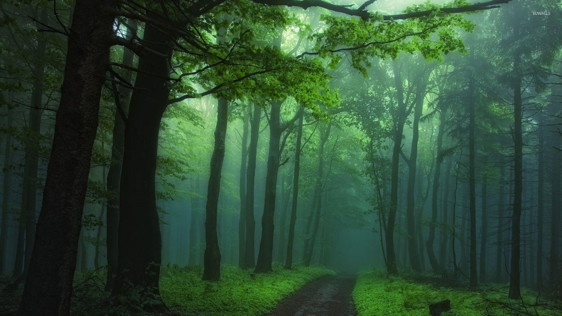 1920x1080 Green foggy forest wallpaper wallpaper, Desktop