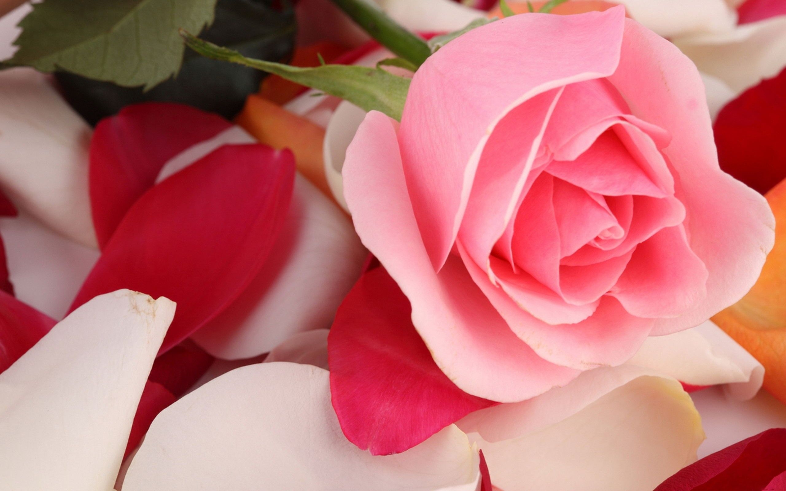 2560x1600 Pink Rose Beautiful HD wallpaper, Desktop