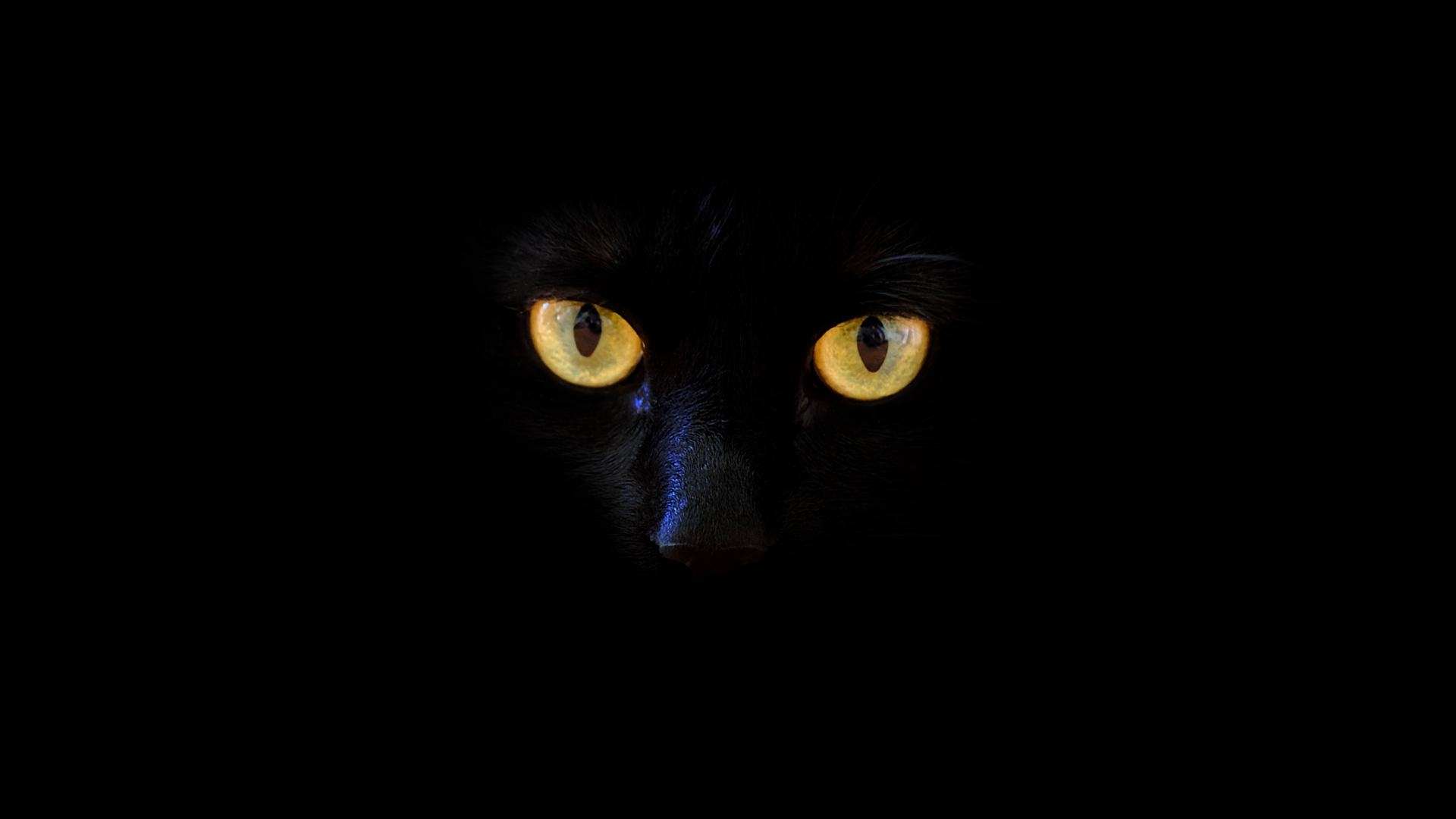 1920x1080 Download wallpaper  cat, black cat, eyes, dark full HD, Desktop