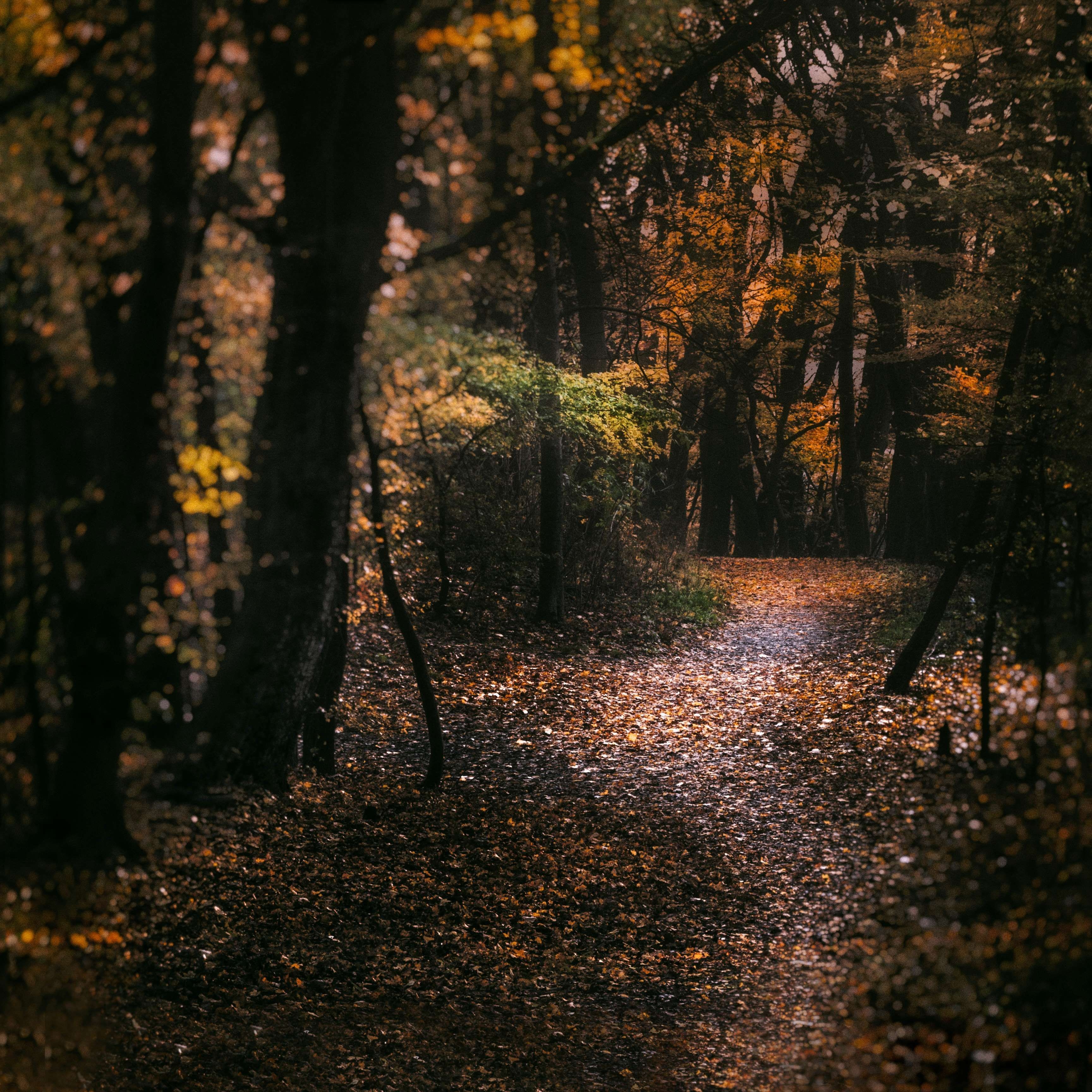 3460x3460 austria #autumn #autumn leaves #autumn mood forest #autumnal #away #colors of autumn #dark #fall leaves #foot path #forest #forest path #passage way #path #vib, Phone