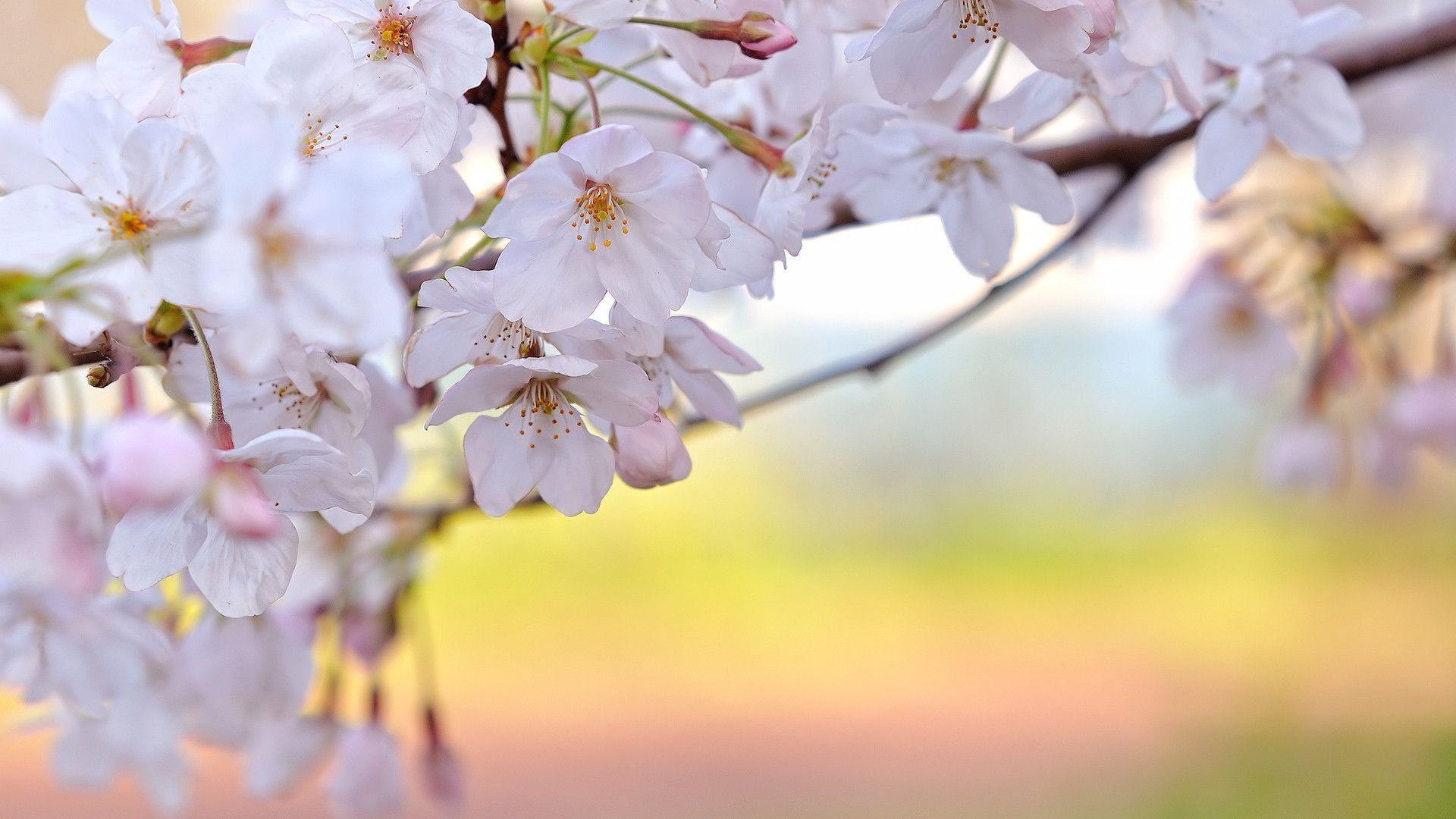 1920x1080 Sakura flower wallpaper image all free download, Desktop