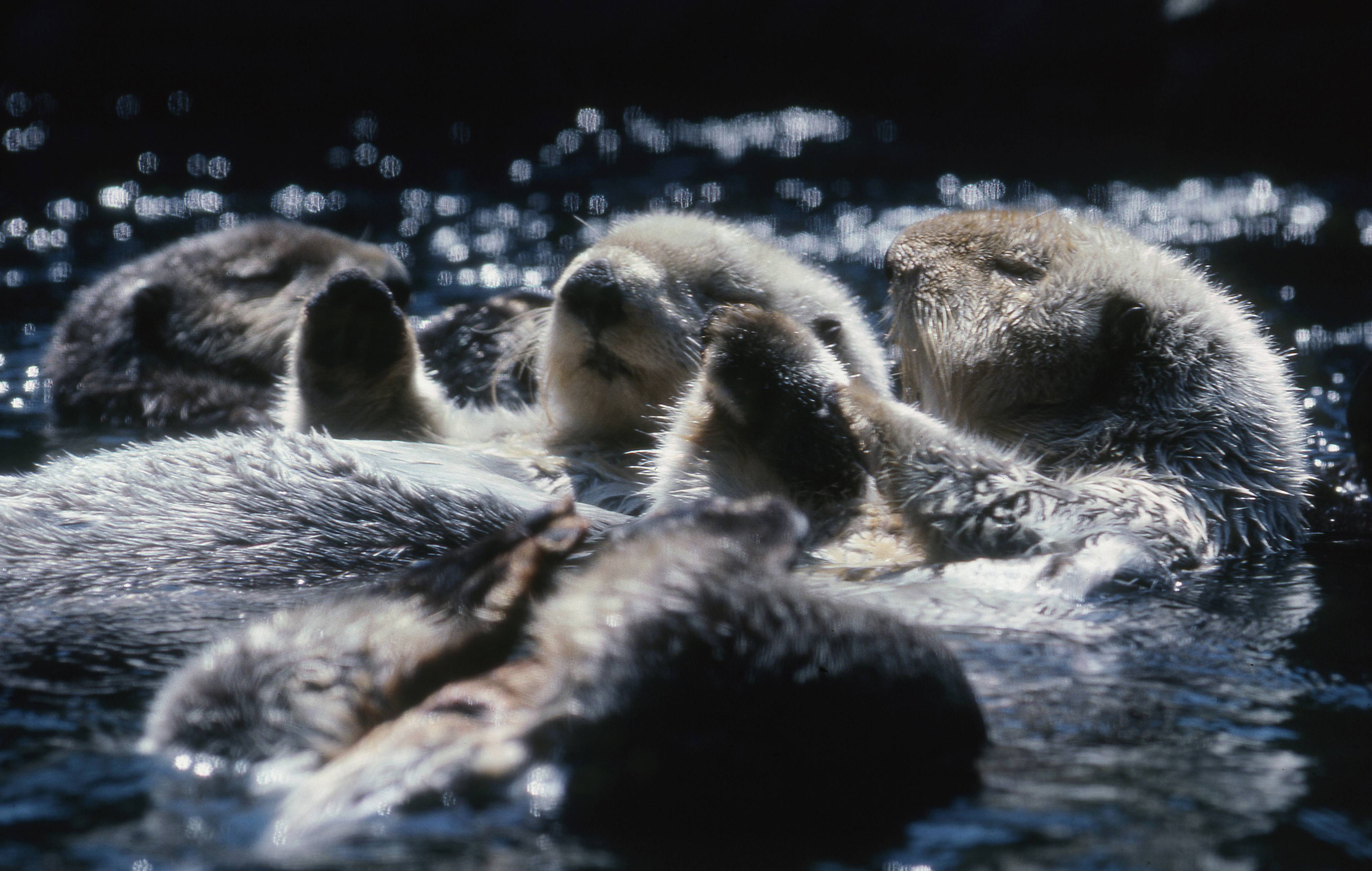 4100x2610 Sea Otters Wallpaper, Desktop