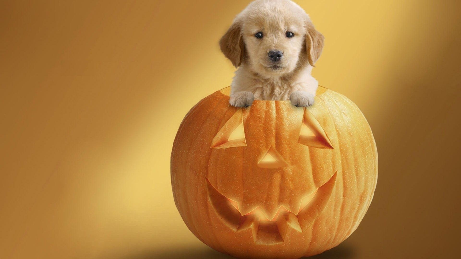 1920x1080 Halloween Dog Wallpaper Free Halloween Dog, Desktop