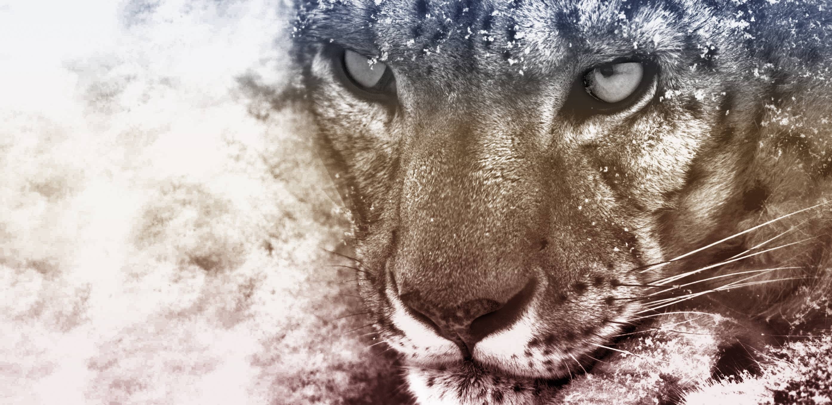 2790x1360 Snow Leopard Wallpaper, Dual Screen