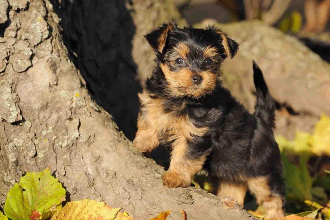 1350x900 Yorkie Puppy Wallpaper Apps on Google Play, Desktop