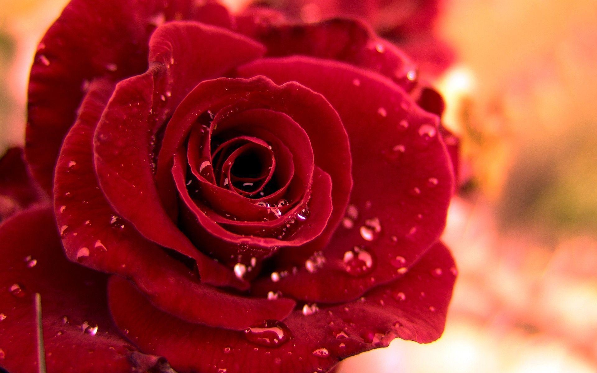 1920x1200 Beautiful Red Rose Wallpaper, Desktop