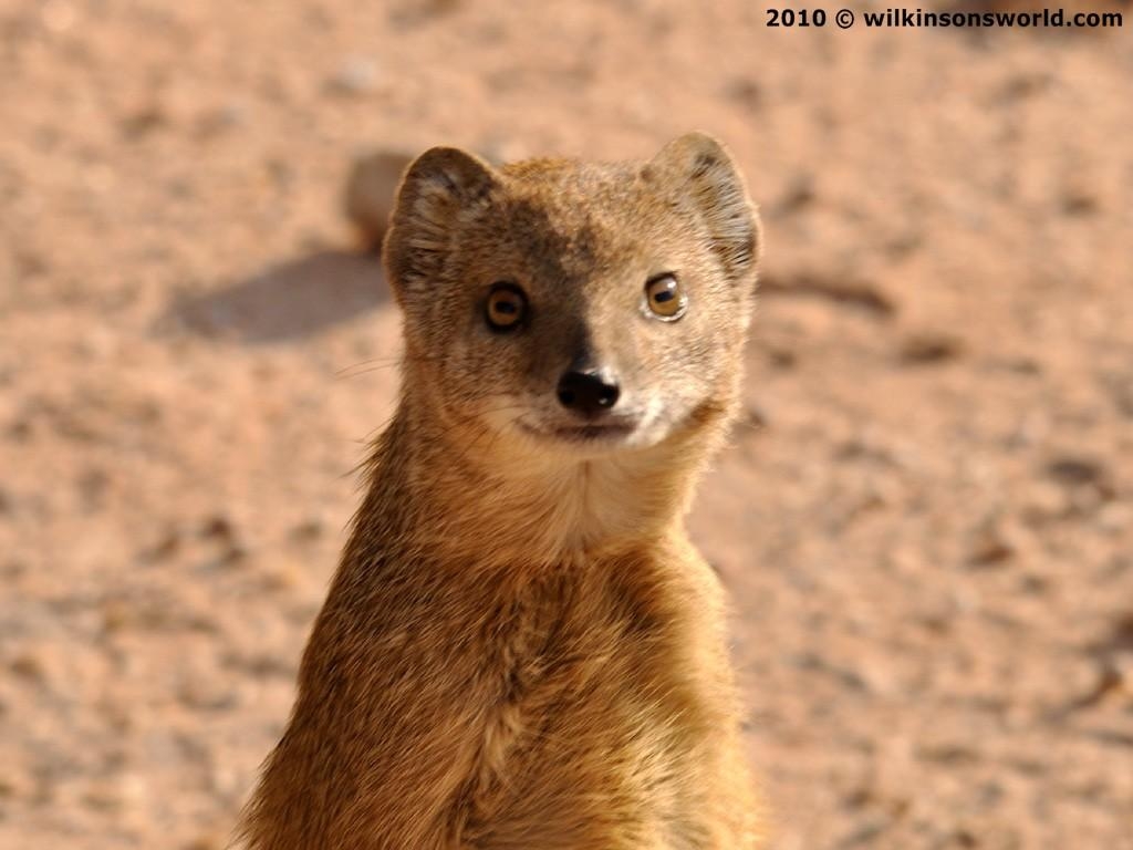 1030x770 Mongoose Wallpaper. Mongoose, Desktop