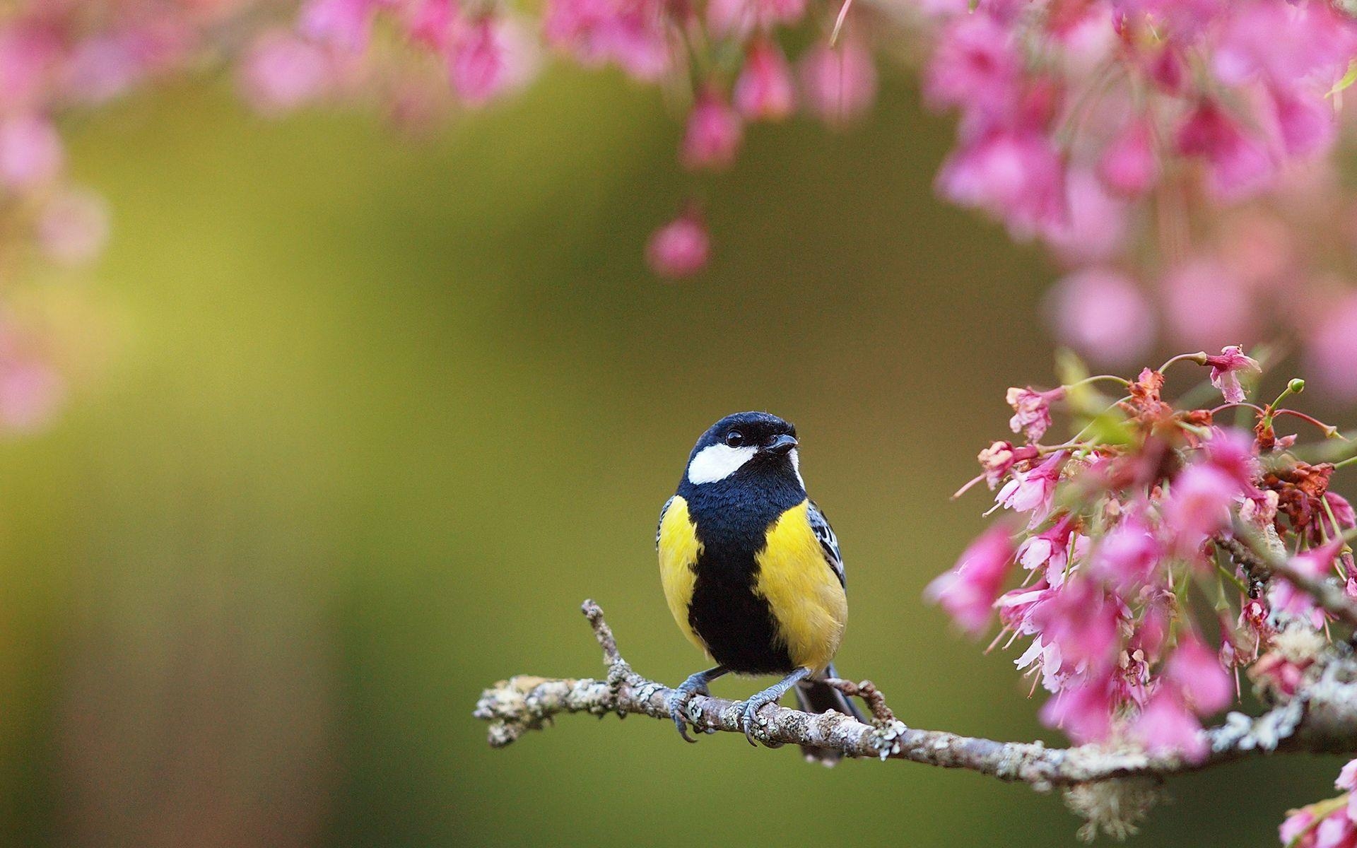 1920x1200 Birds And Blooms Wallpaper Free (1920×1200), Desktop