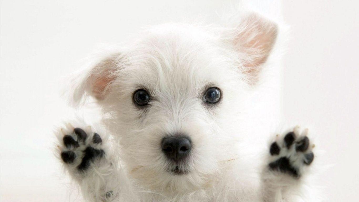 1370x770 Cute white funny dog wallpaper, Desktop