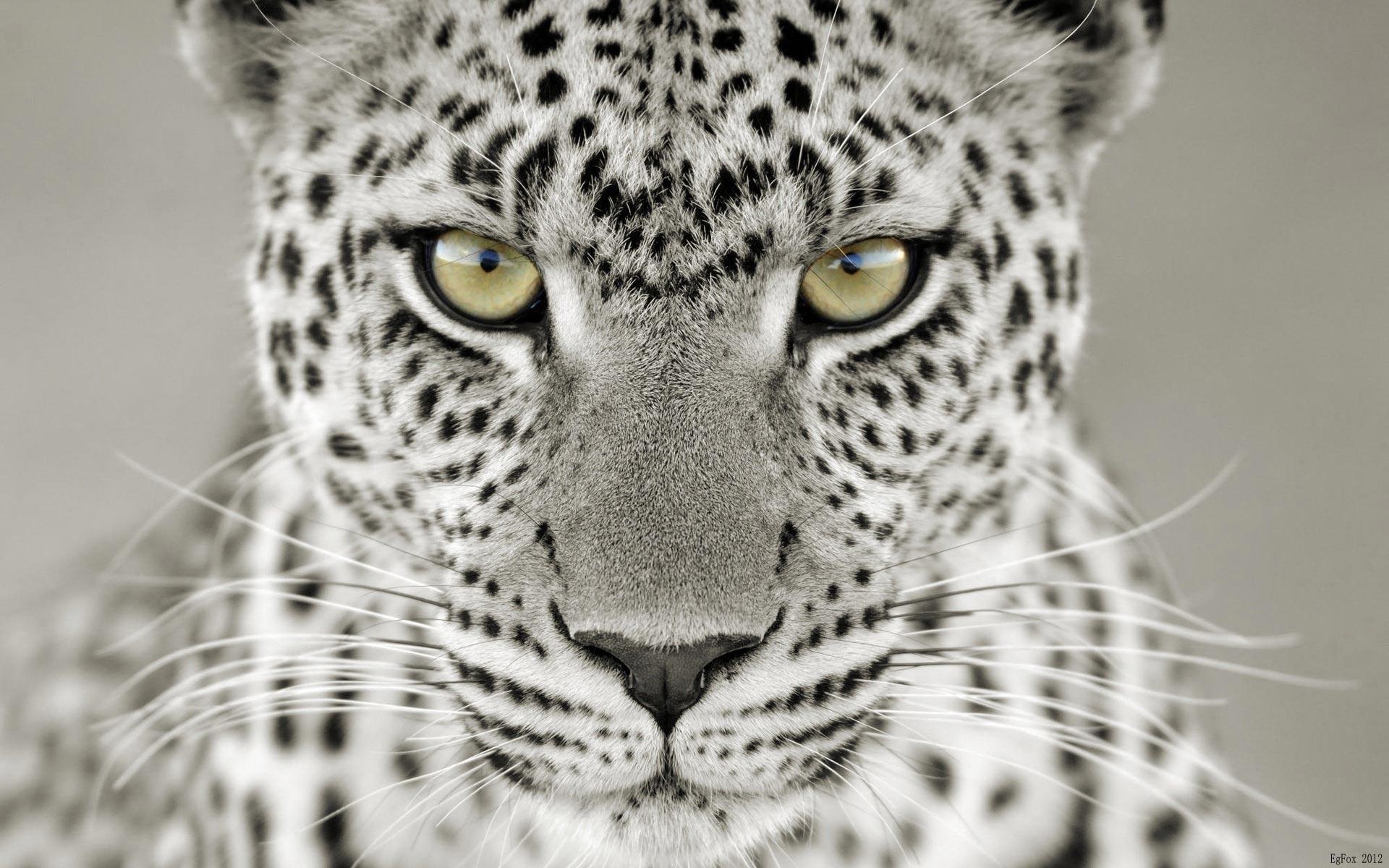 1920x1200 Snow Leopard Wallpaper 28 282604 Image HD Wallpaper. Wallfoy.com, Desktop