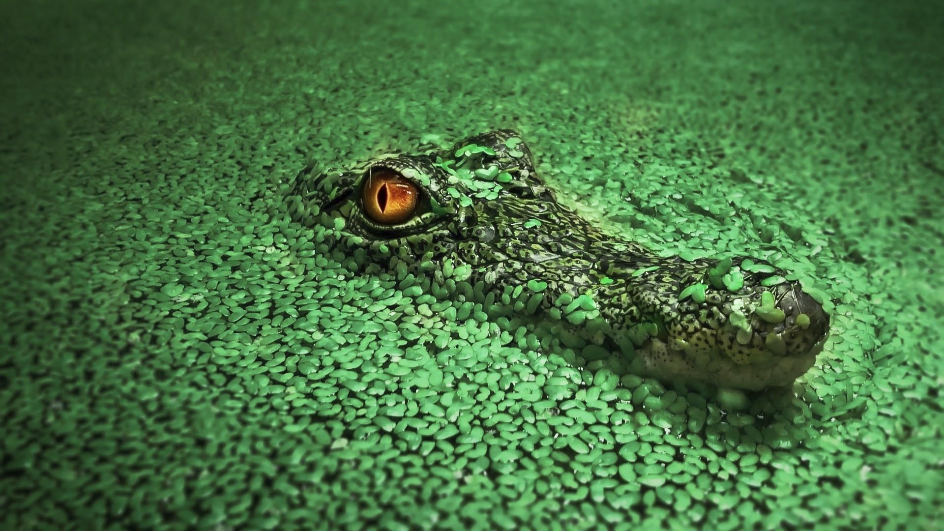 1920x1080 Nile Crocodile HD Wallpaper. Wallpaper Studio 10, Desktop