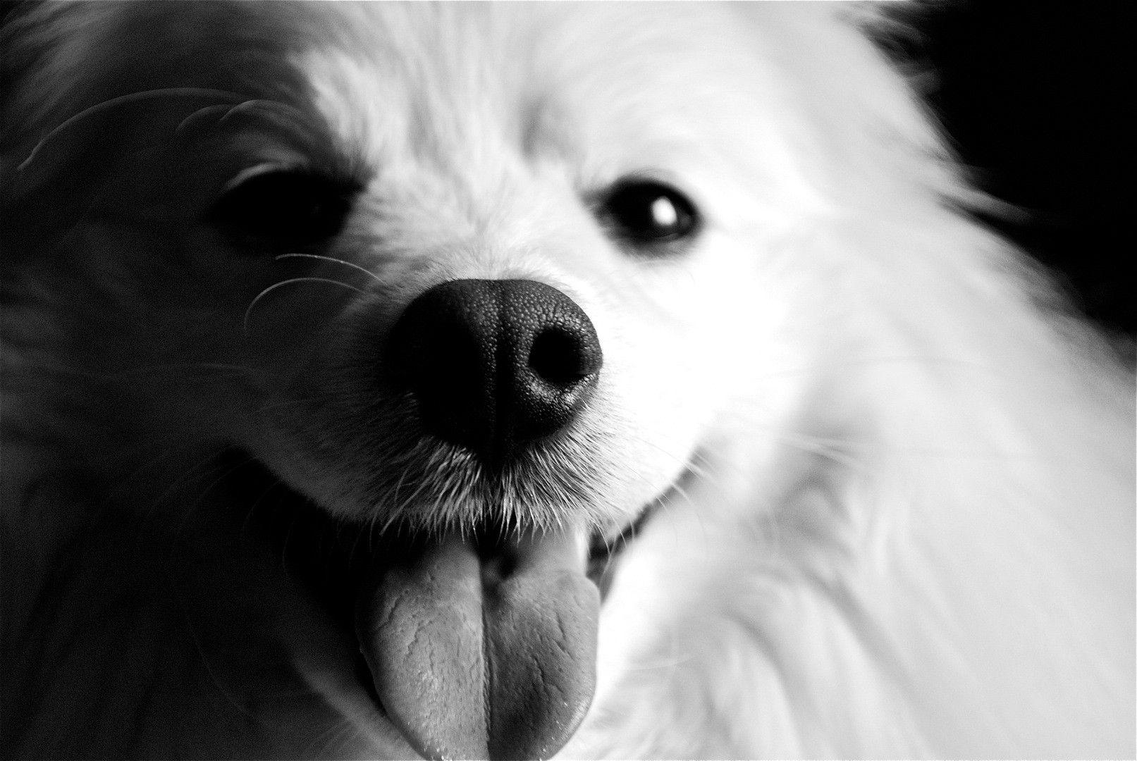 1620x1080 Black and white American Eskimo Dog photo and wallpaper. Beautiful, Desktop