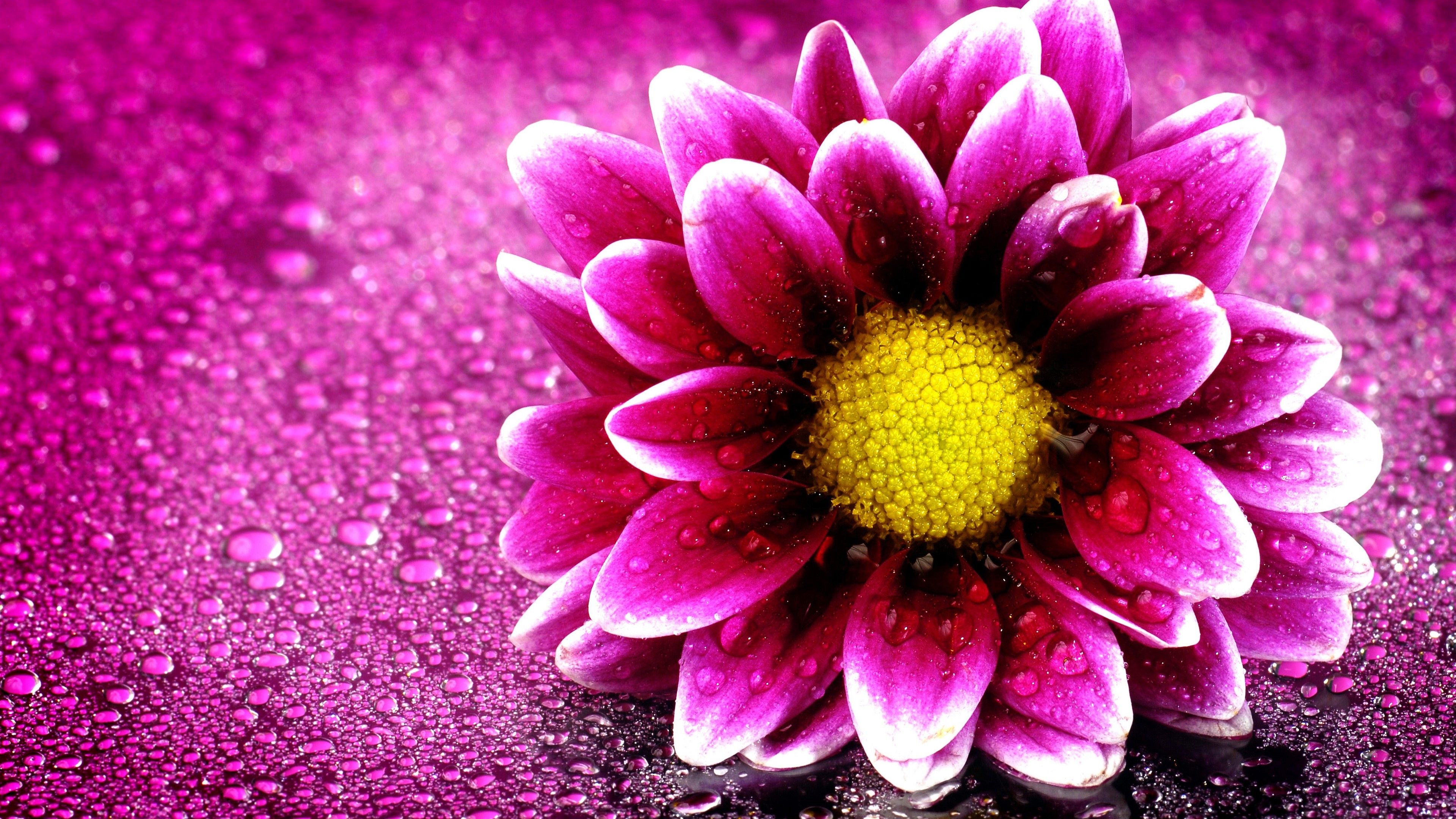 3840x2160 Pink Flower 4K Wallpaper. HD, Desktop