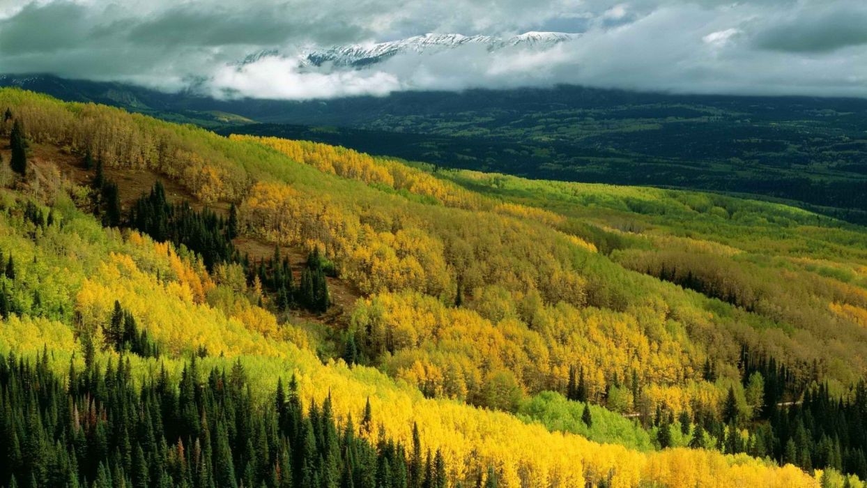 1250x700 Autumn forests national Colorado Aspen wallpaperx1080, Desktop