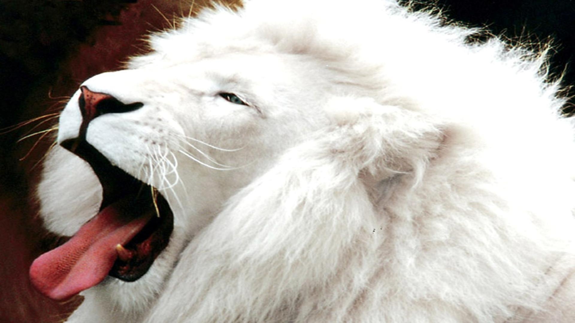 1920x1080 White lion HDR teme free desktop background wallpaper image, Desktop