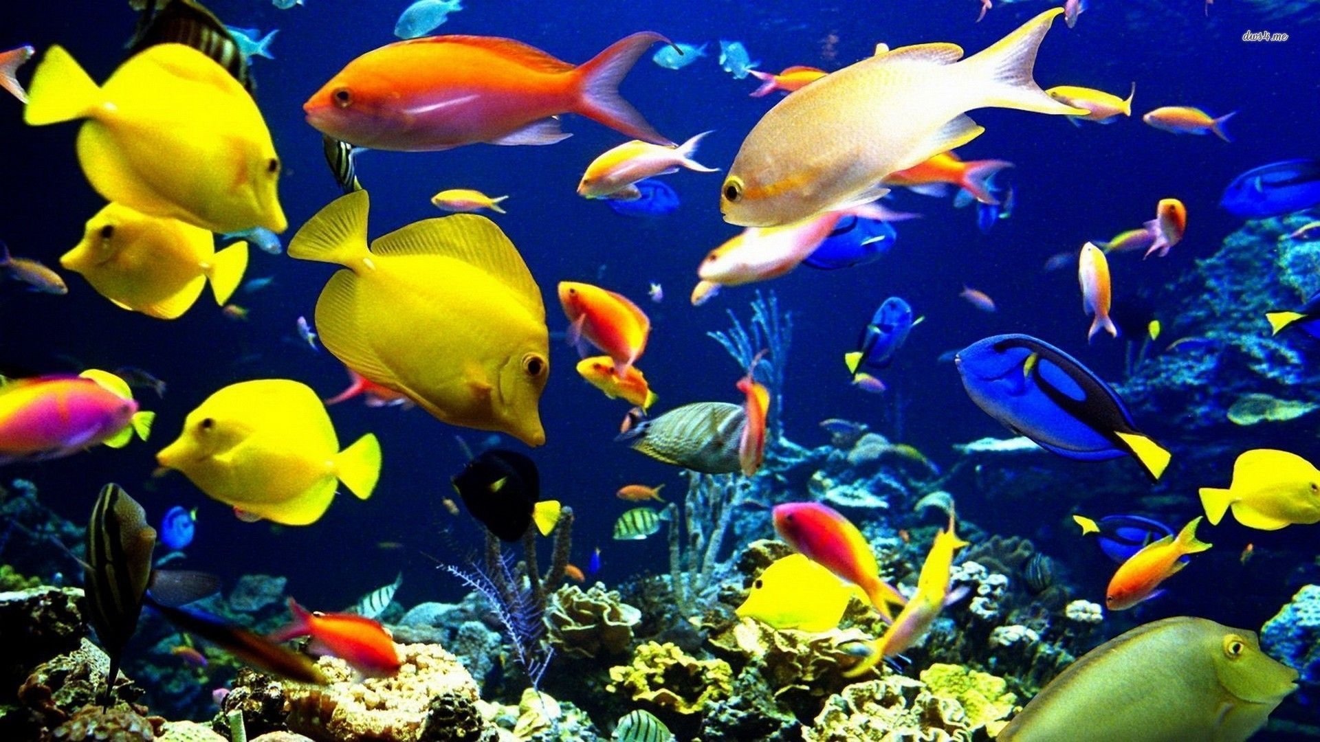 1920x1080 Animated Fish Wallpaper Free Animated Fish Background, Desktop