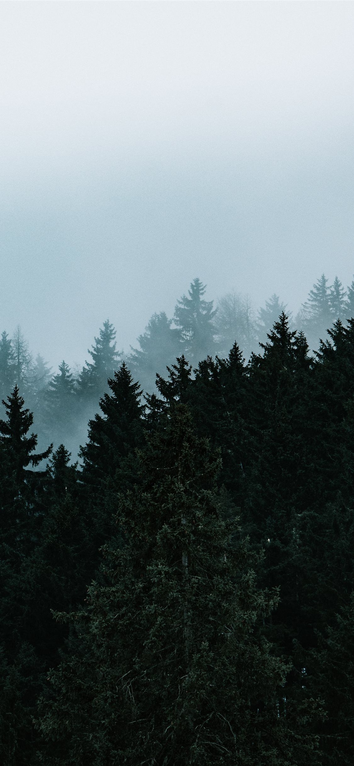 1130x2440 green pine trees under white sky #tree #nature #grey #iPhoneXWallpaper. iPhone wallpaper sky, Mkbhd wallpaper, Wallpaper iphone love, Phone