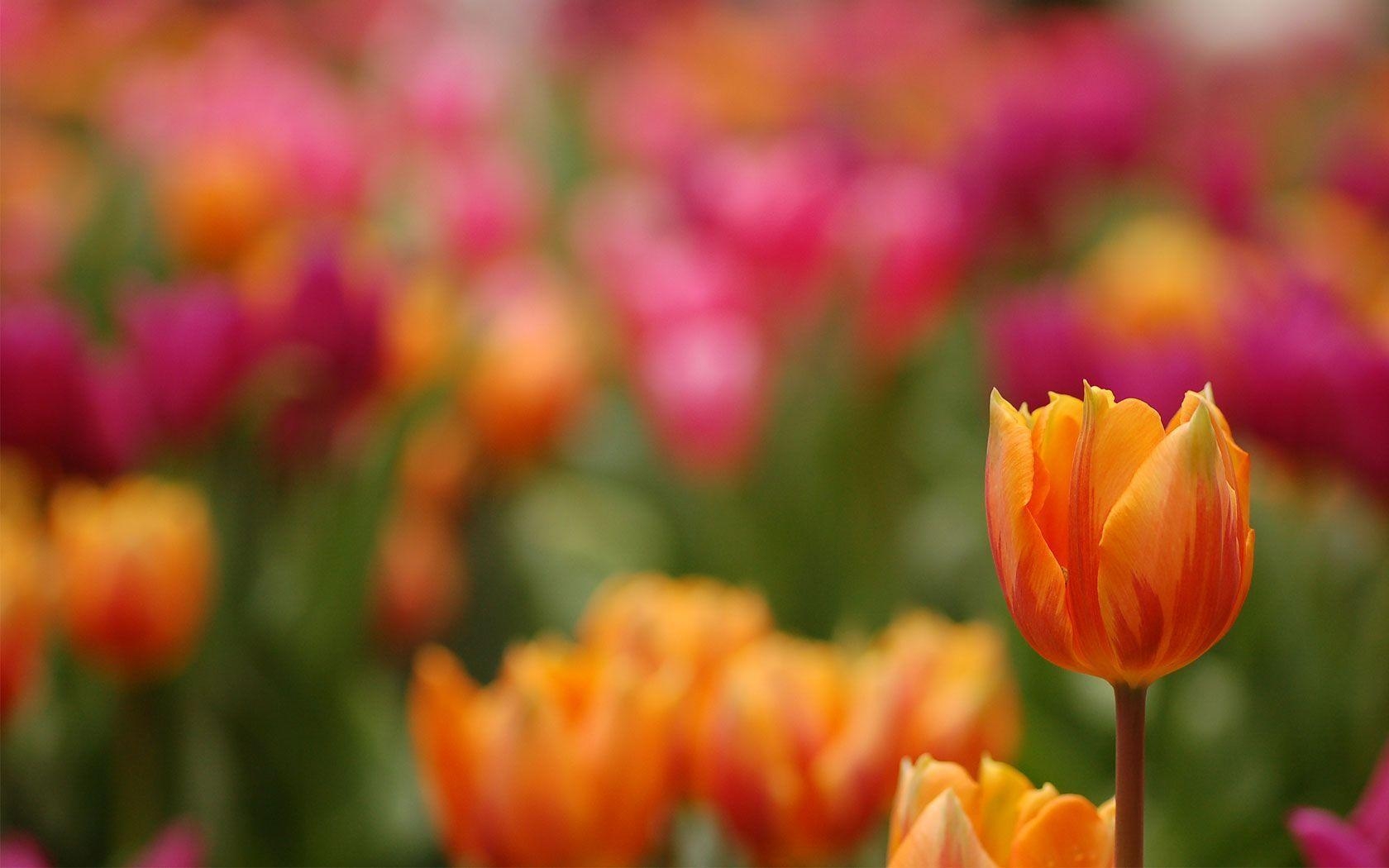 1680x1050 Tulip Wallpaper, Desktop