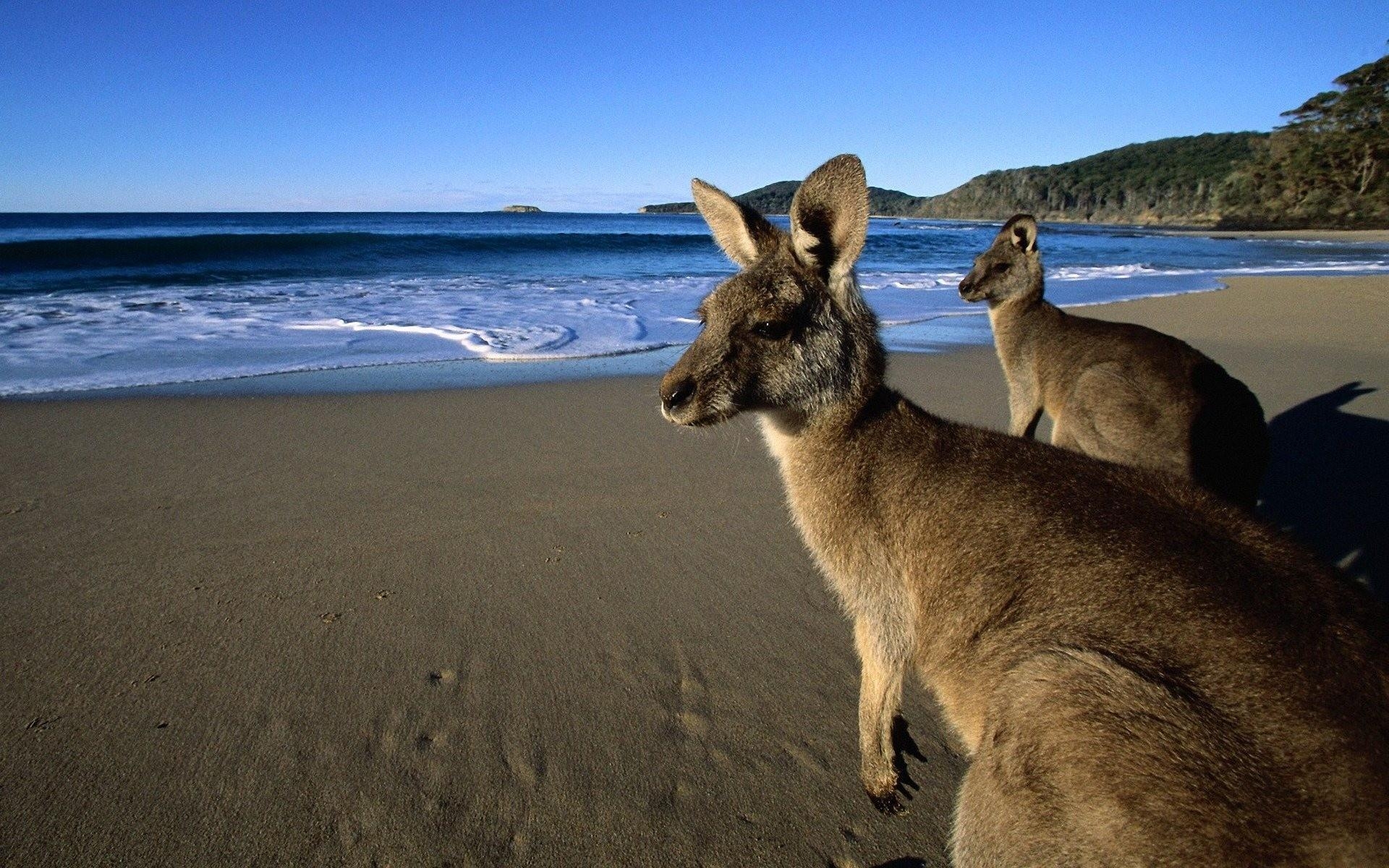 1920x1200 Kangaroo Live Wallpaper for Android, Desktop