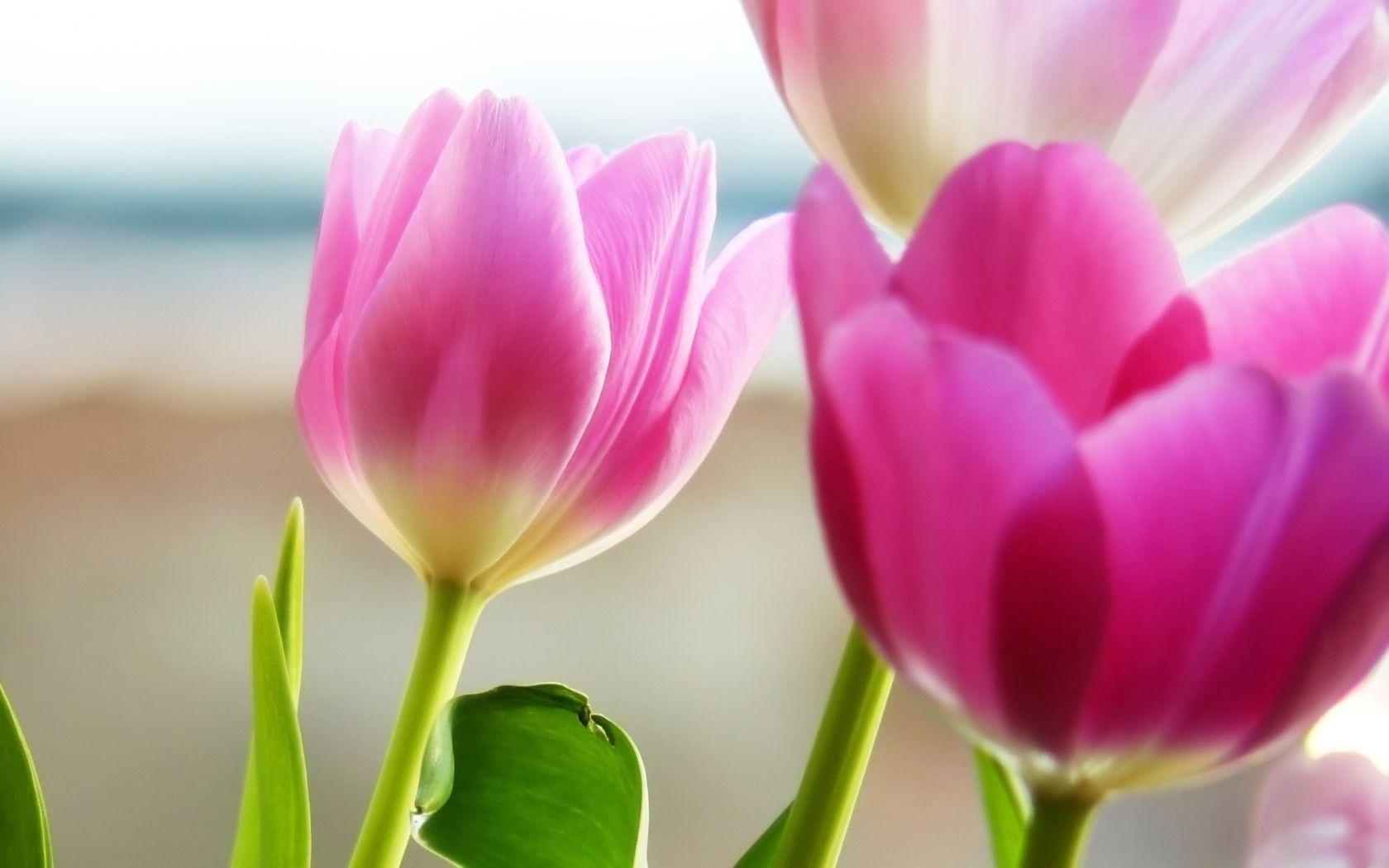 1680x1050 Flowers For > Pink Tulip Wallpaper, Desktop