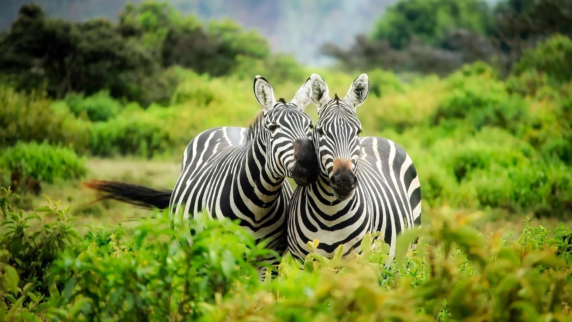 1920x1080 Zebras In Kenya Wallpaper. Wallpaper Studio 10, Desktop