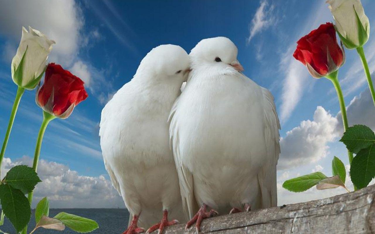 1280x800 Love Birds Wallpaper. Love Bird Picture Download, Desktop