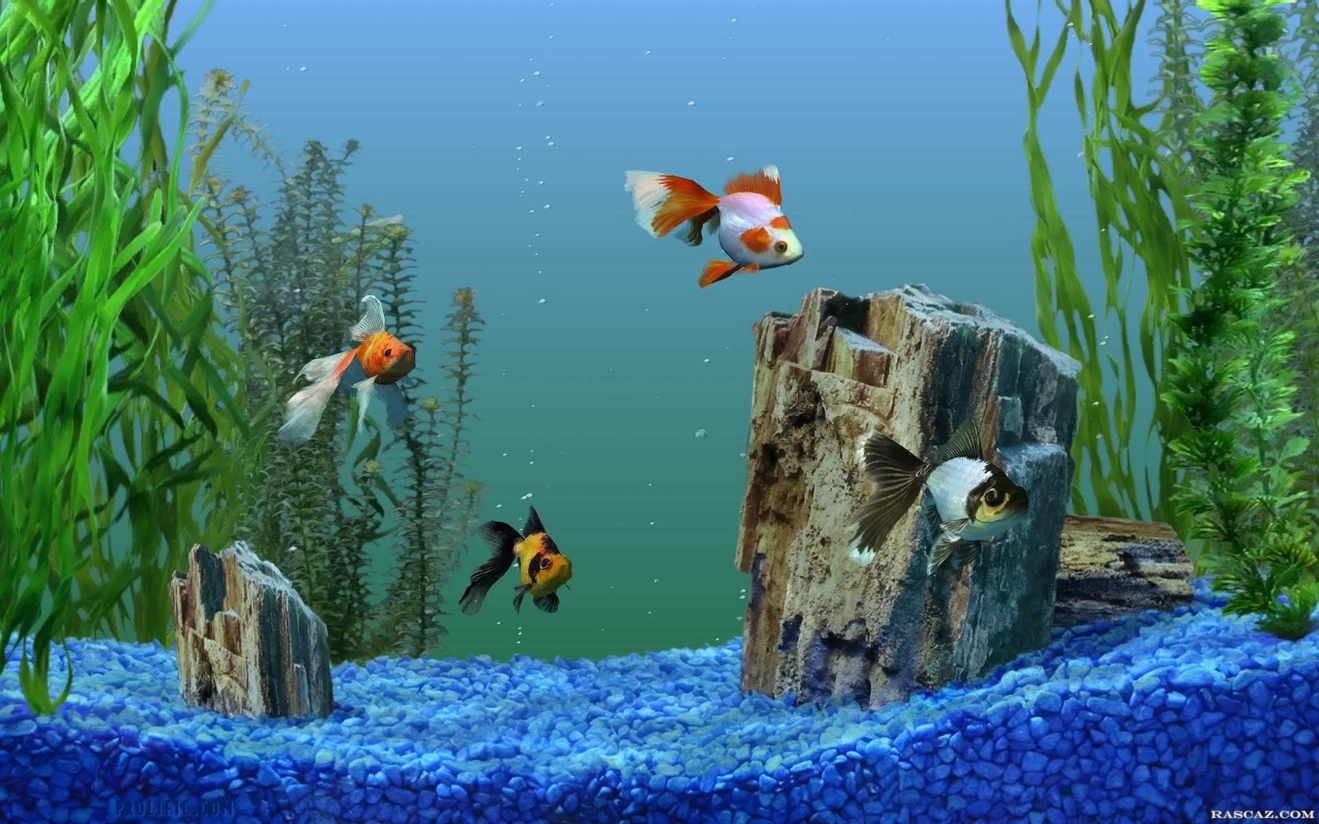 1920x1200 Aquarium fish picture wallpaper. PC, Desktop