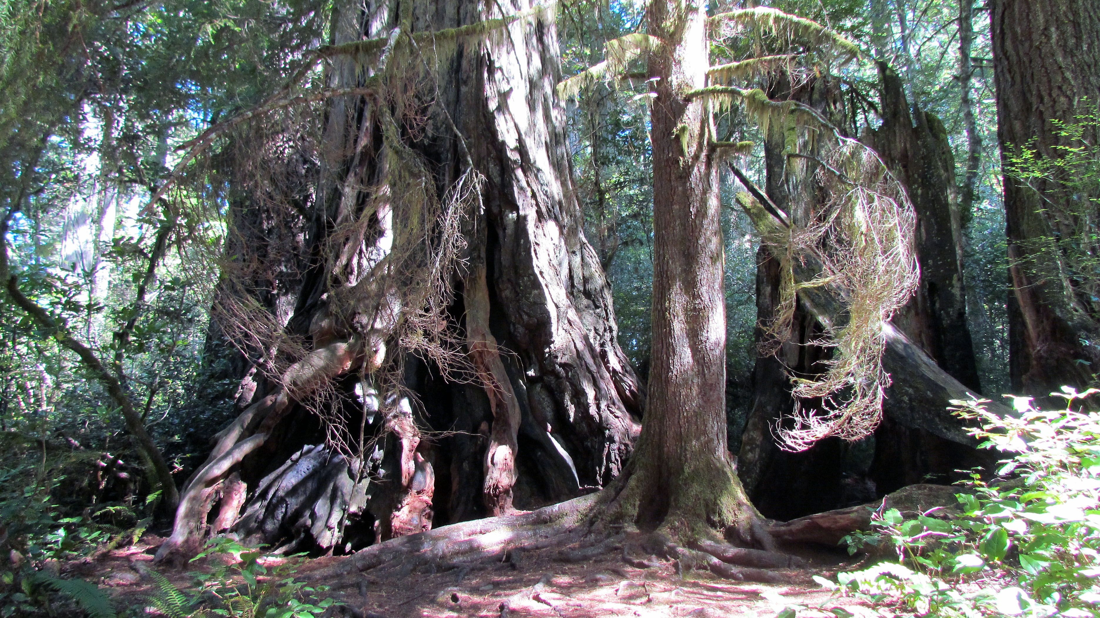 3750x2110 Redwood National Park, Desktop