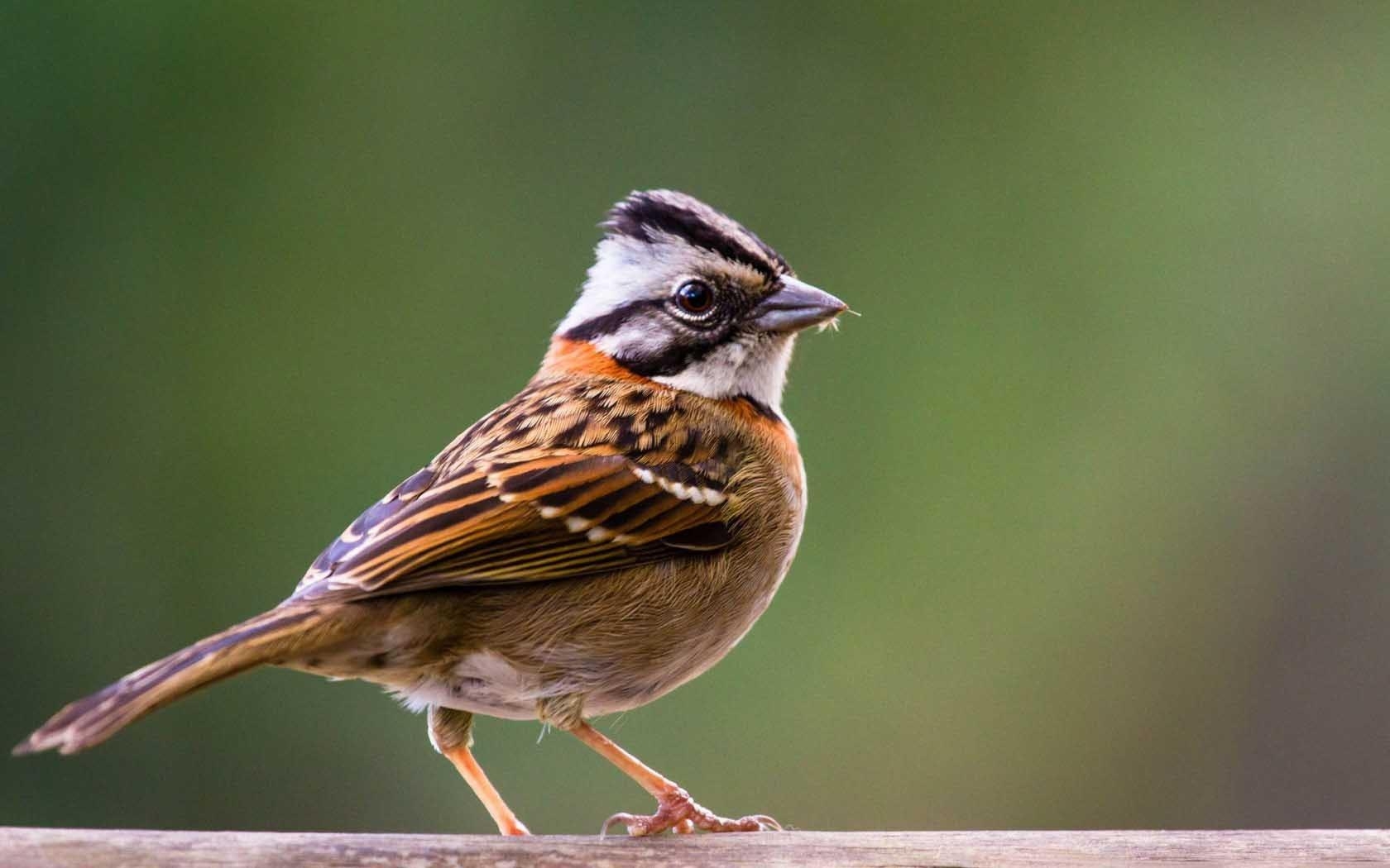 1680x1050 4657554 House Sparrow Wallpaper, Desktop