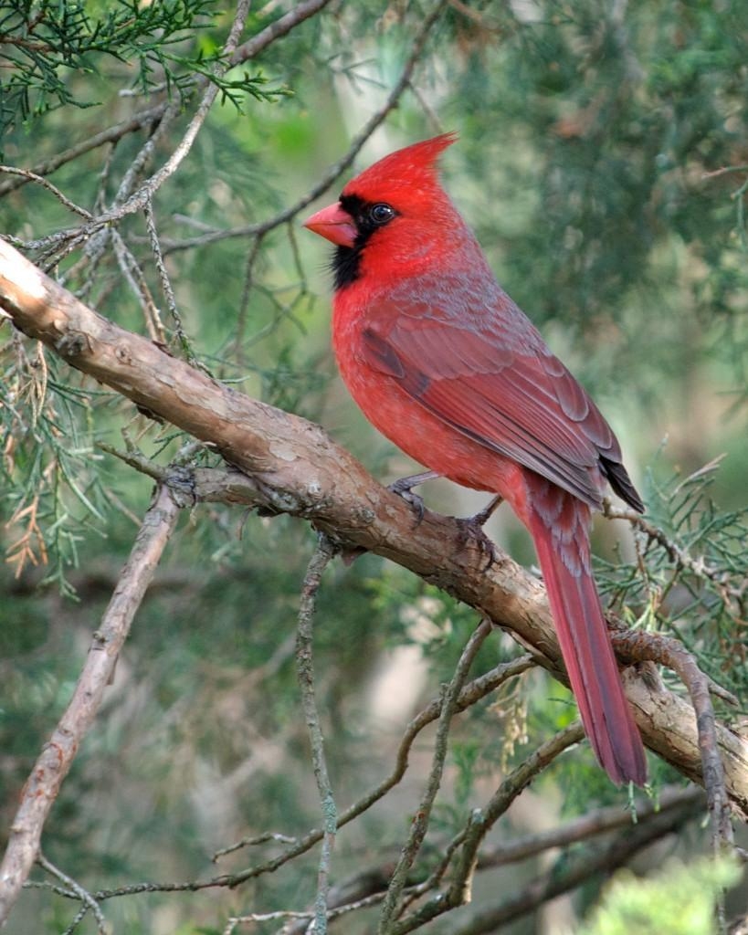 820x1030 Birding Buddies: Northern Cardinal, Phone