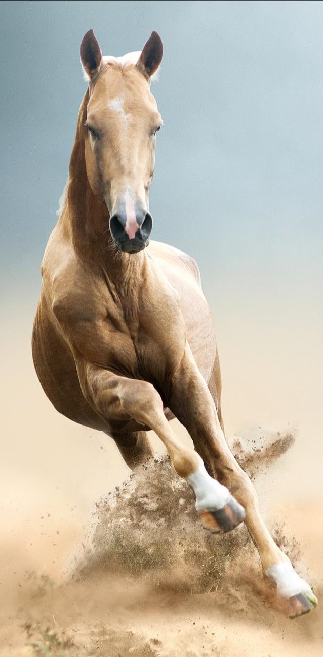 630x1280 Running horse wallpaper, Phone