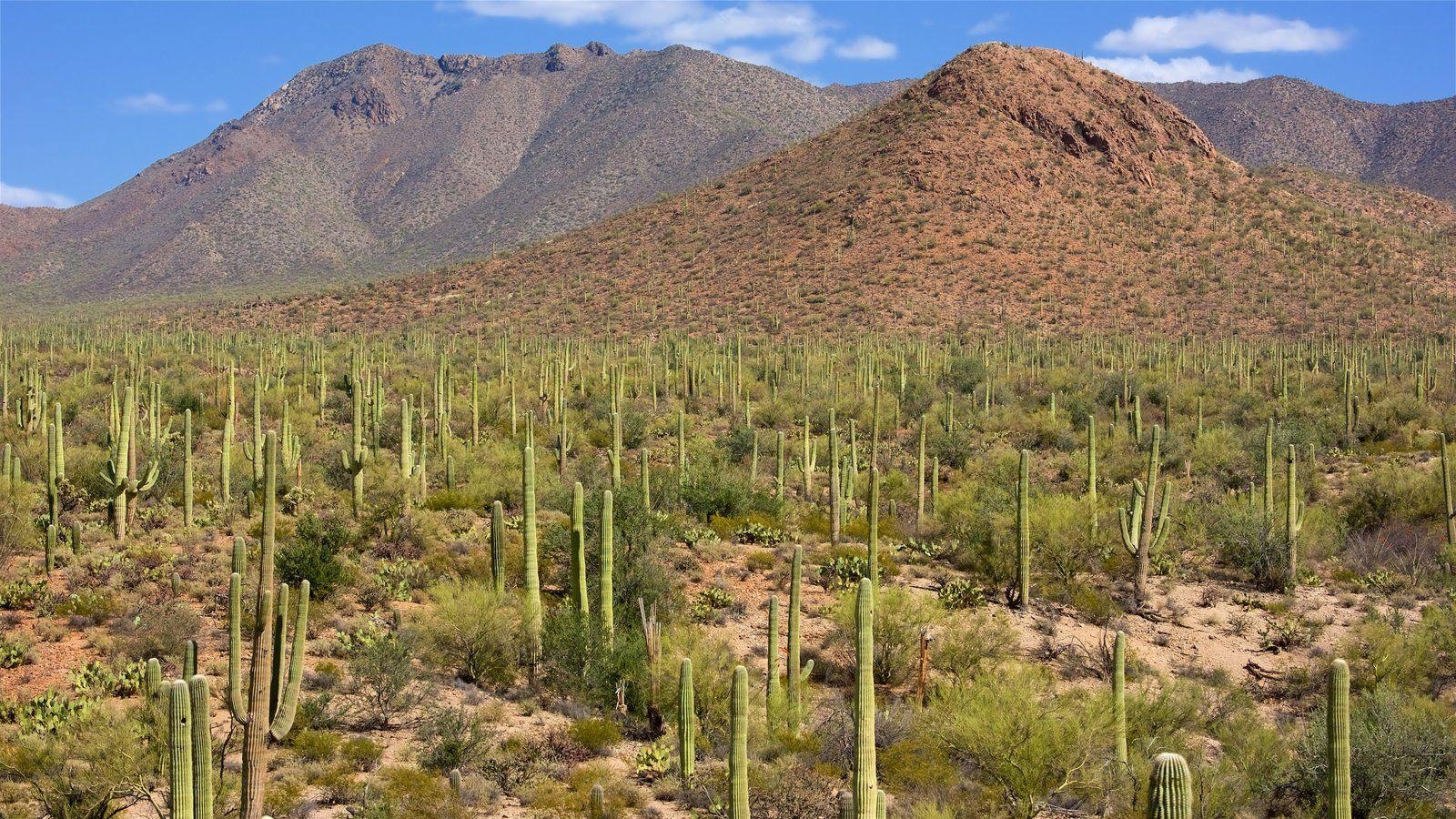 1600x900 Mountain Picture: View Image of Saguaro National Park, Desktop