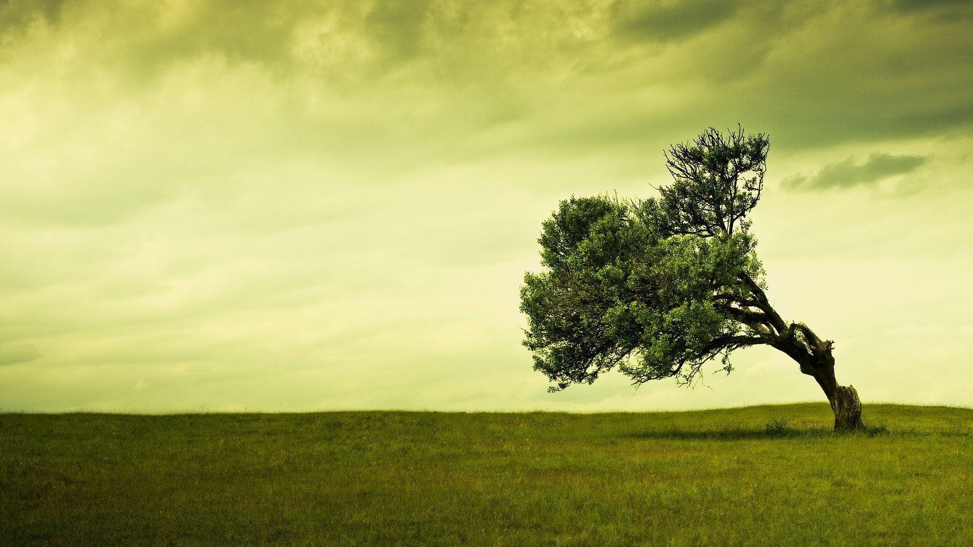 1920x1080 tree wallpaper 2015, Desktop