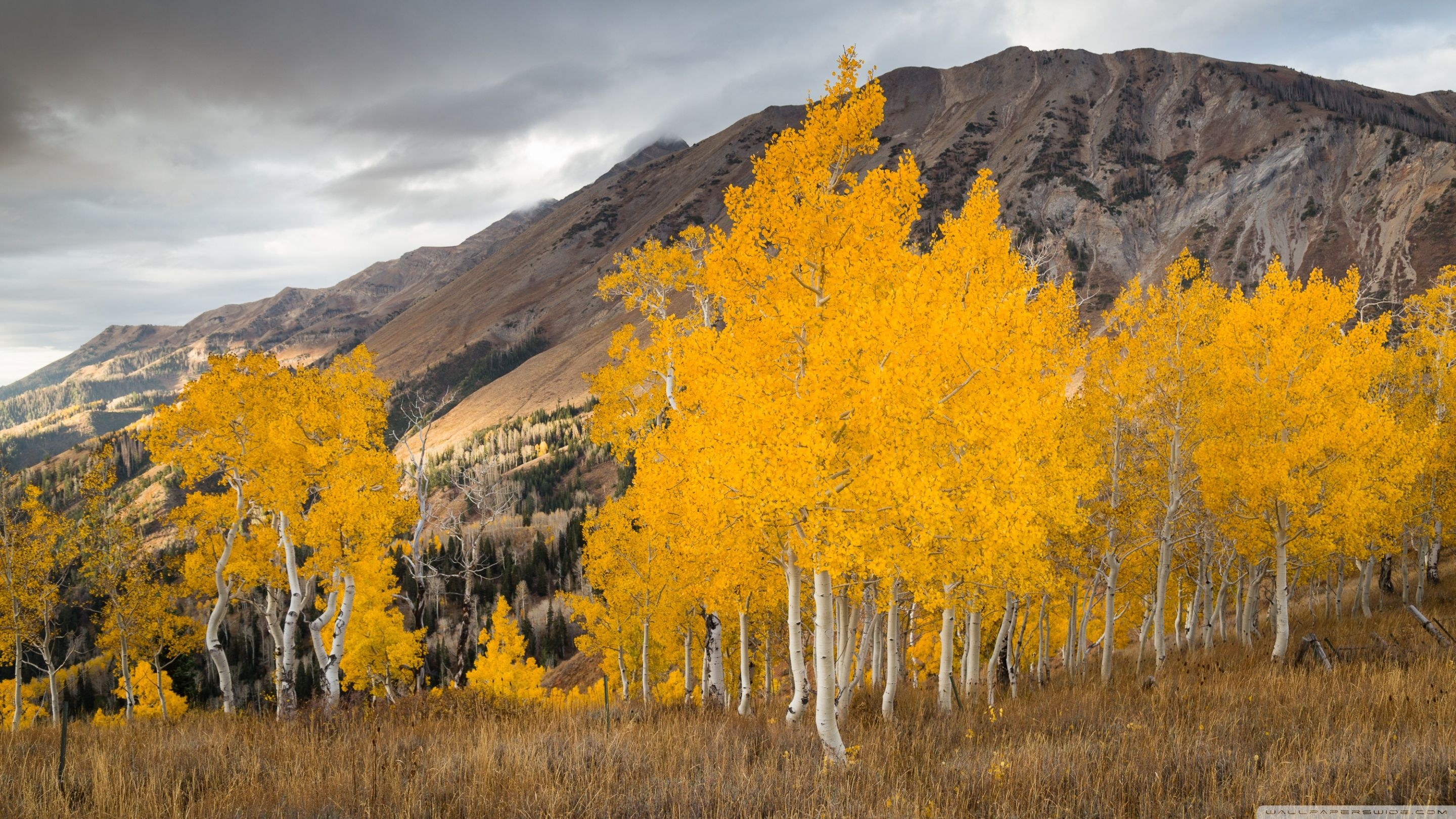 2880x1620 Aspen Trees In The Fall Ultra HD Desktop Background Wallpaper for 4K UHD TV, Widescreen & UltraWide Desktop & Laptop, Tablet, Desktop