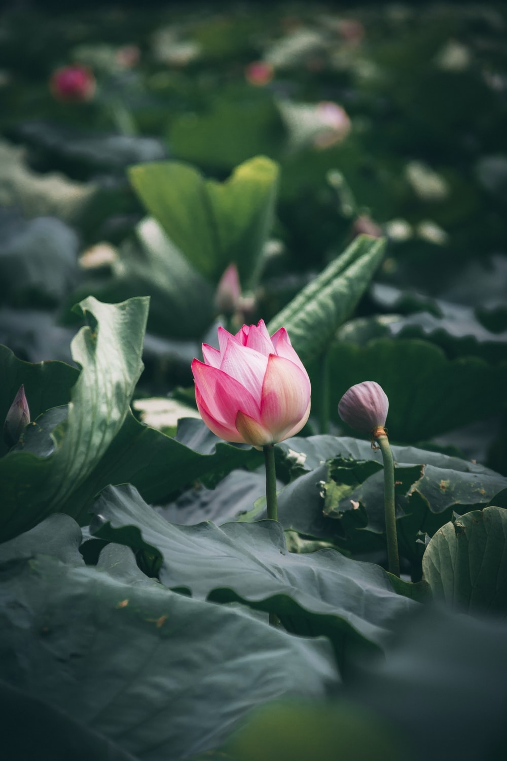 1000x1500 Lotus Flower Picture. Download Free Image, Phone