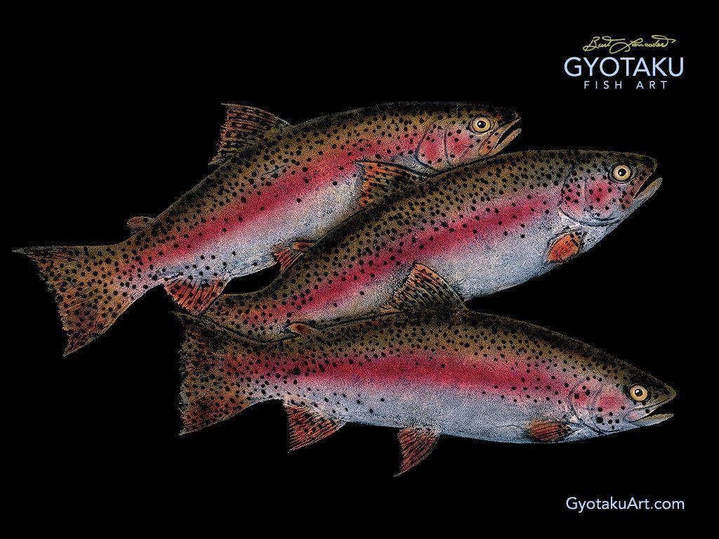 1030x770 trout fish, Desktop