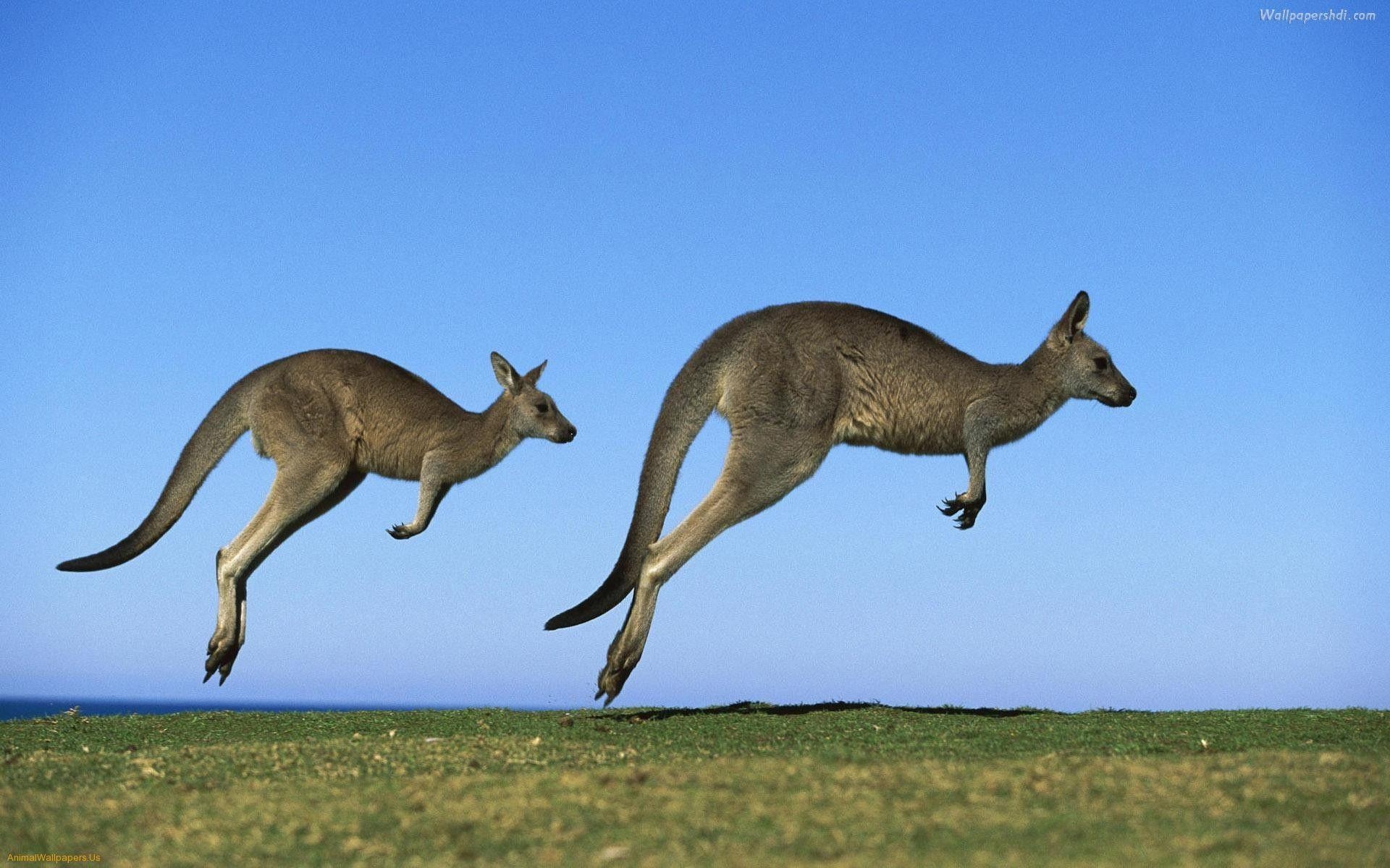 1920x1200 Kangaroo HD Wallpaper. Kangaroo Picture Download, Desktop