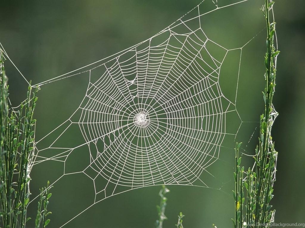 1030x770 HD Spider Web Wallpaper Desktop Background, Desktop