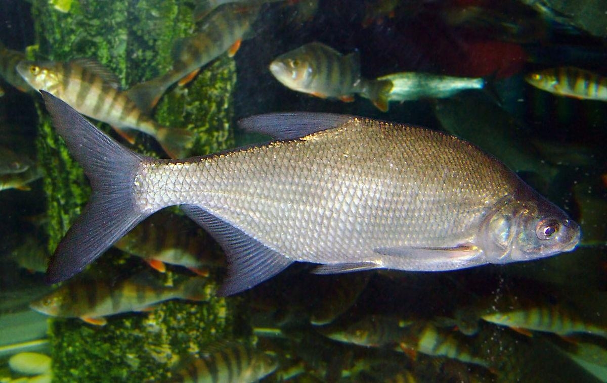 1200x760 Common bream, Desktop