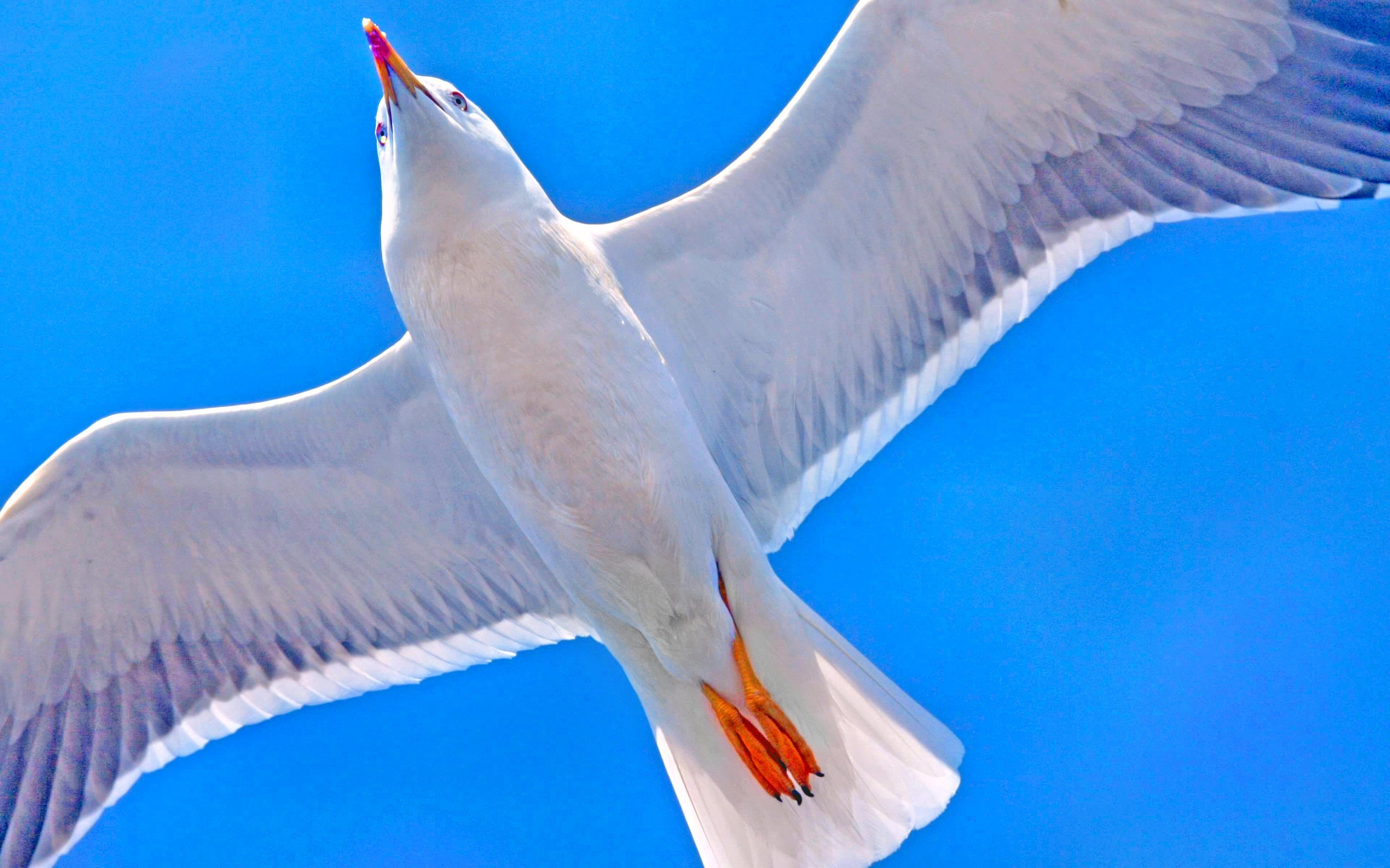 3840x2400 Seagulls Wallpaper HD, Desktop